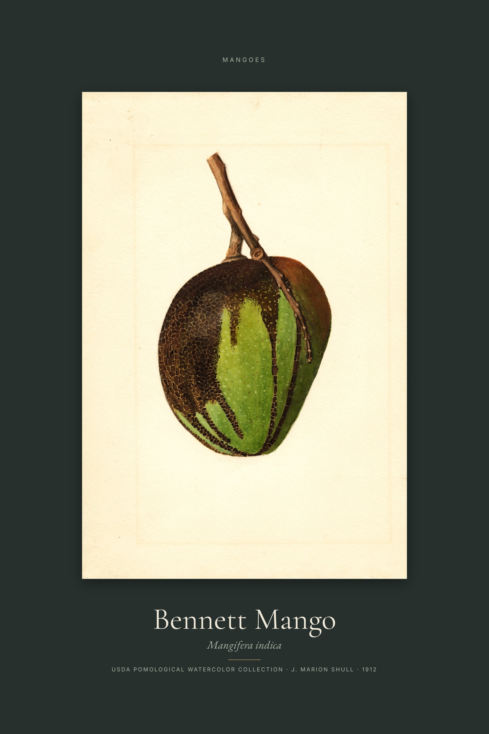 Bennett Mango — Specimen