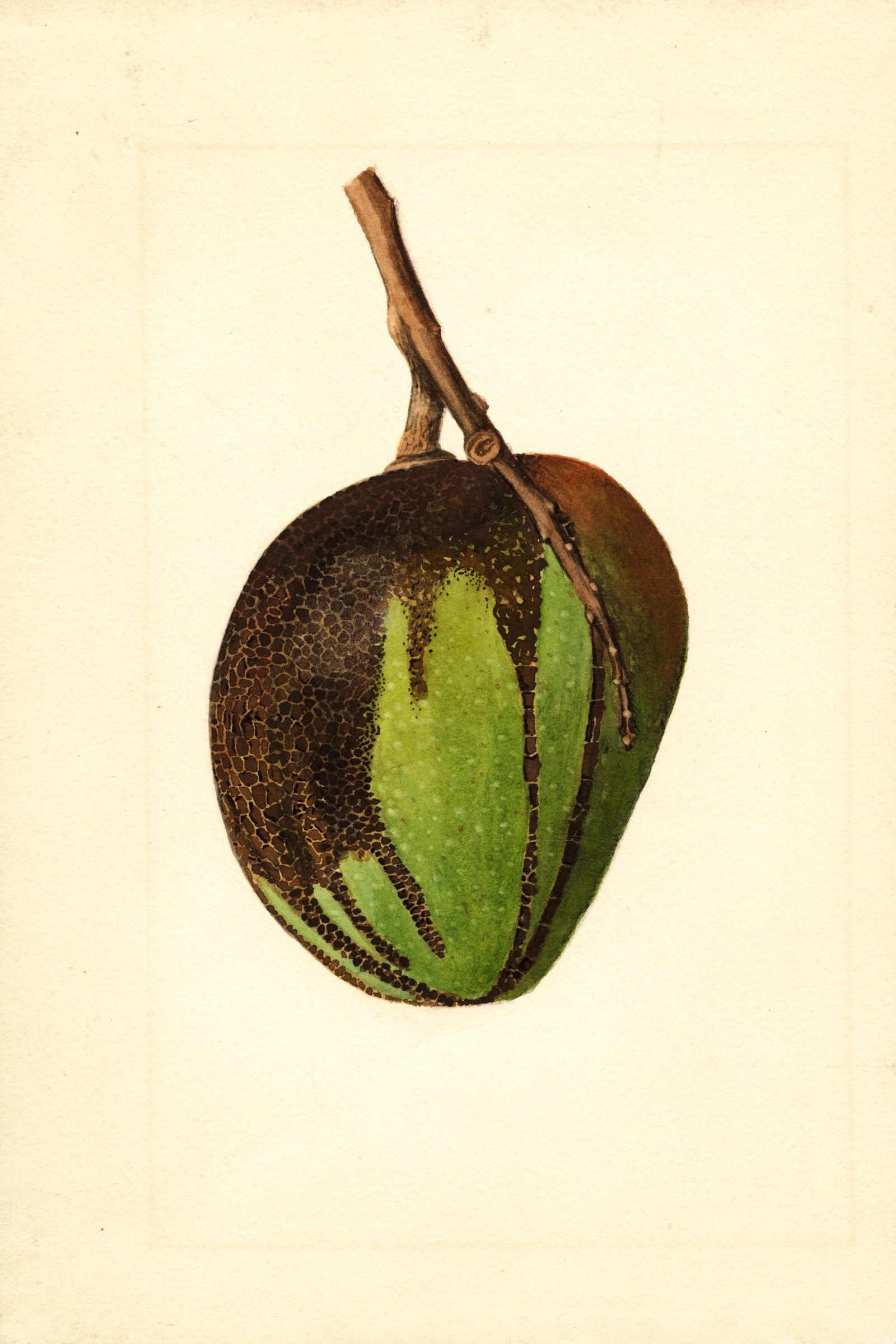Bennett Mango