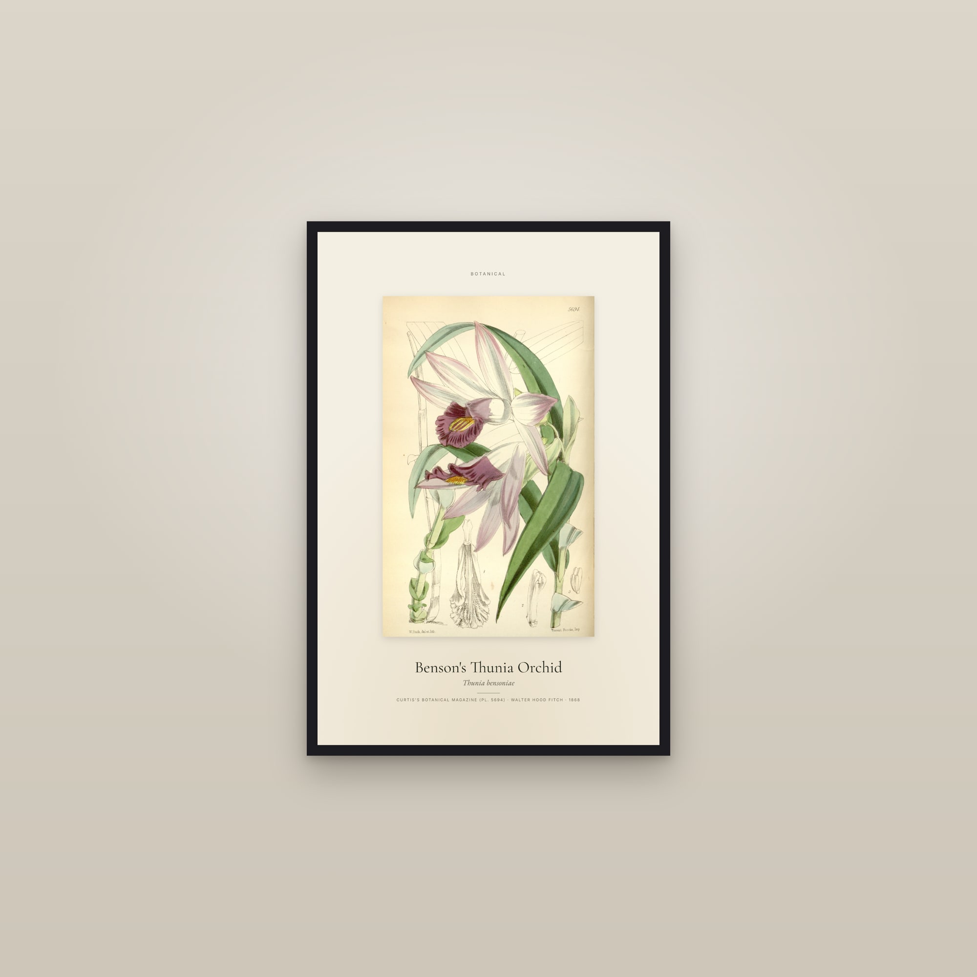 Benson's Thunia Orchid — Specimen — framed in a gallery setting