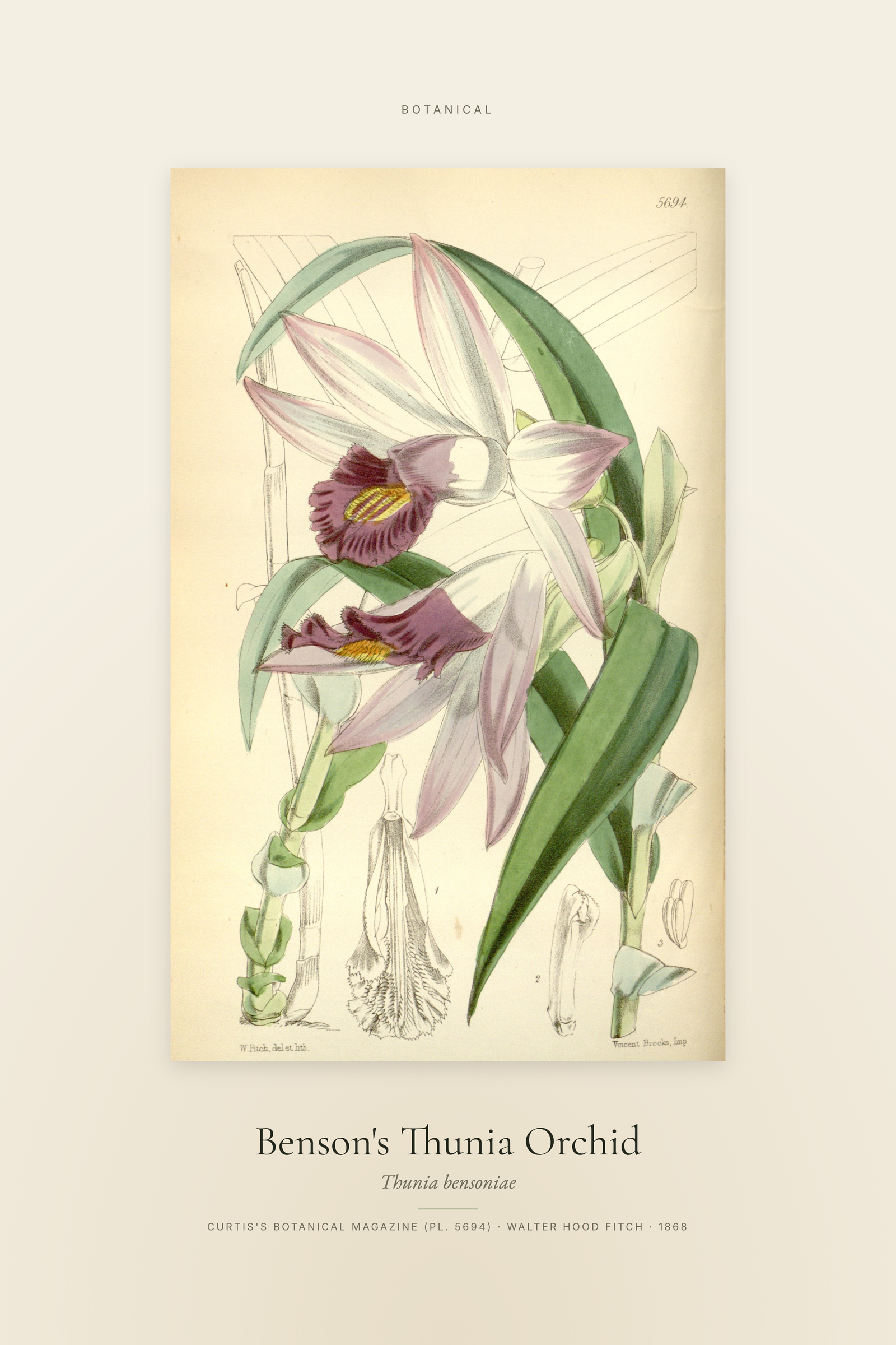Benson's Thunia Orchid — Specimen