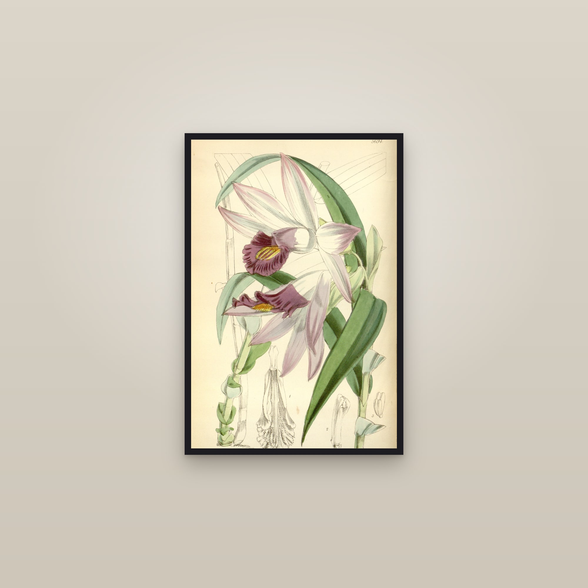 Benson's Thunia Orchid — framed in a gallery setting