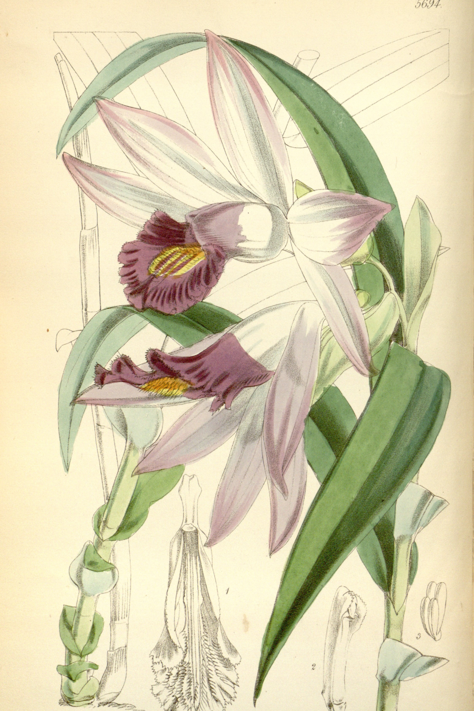 Benson's Thunia Orchid