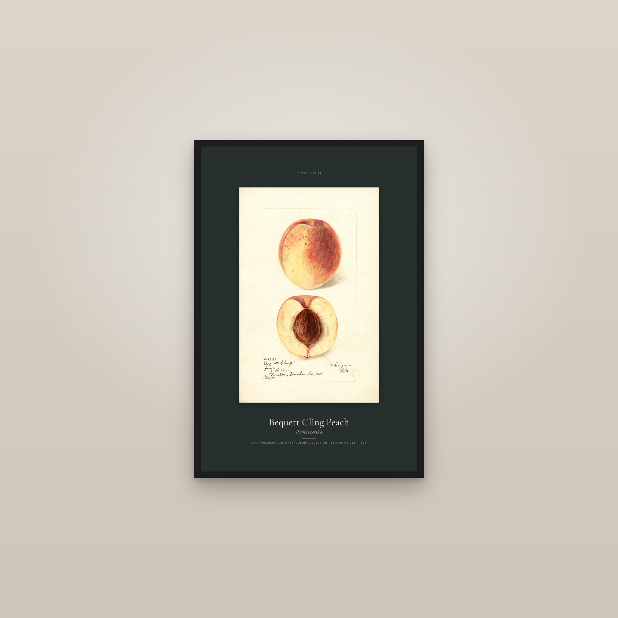 Bequett Cling Peach — Specimen — framed in a gallery setting