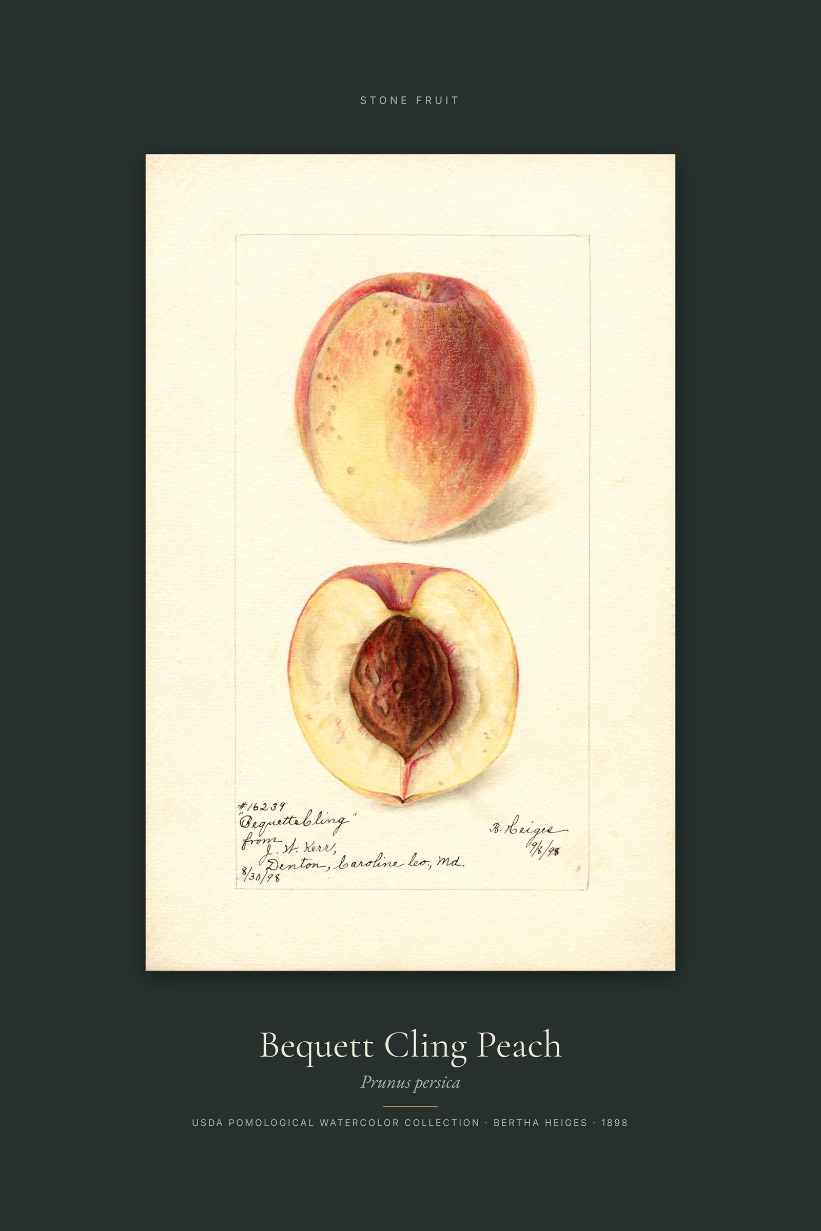 Bequett Cling Peach — Specimen