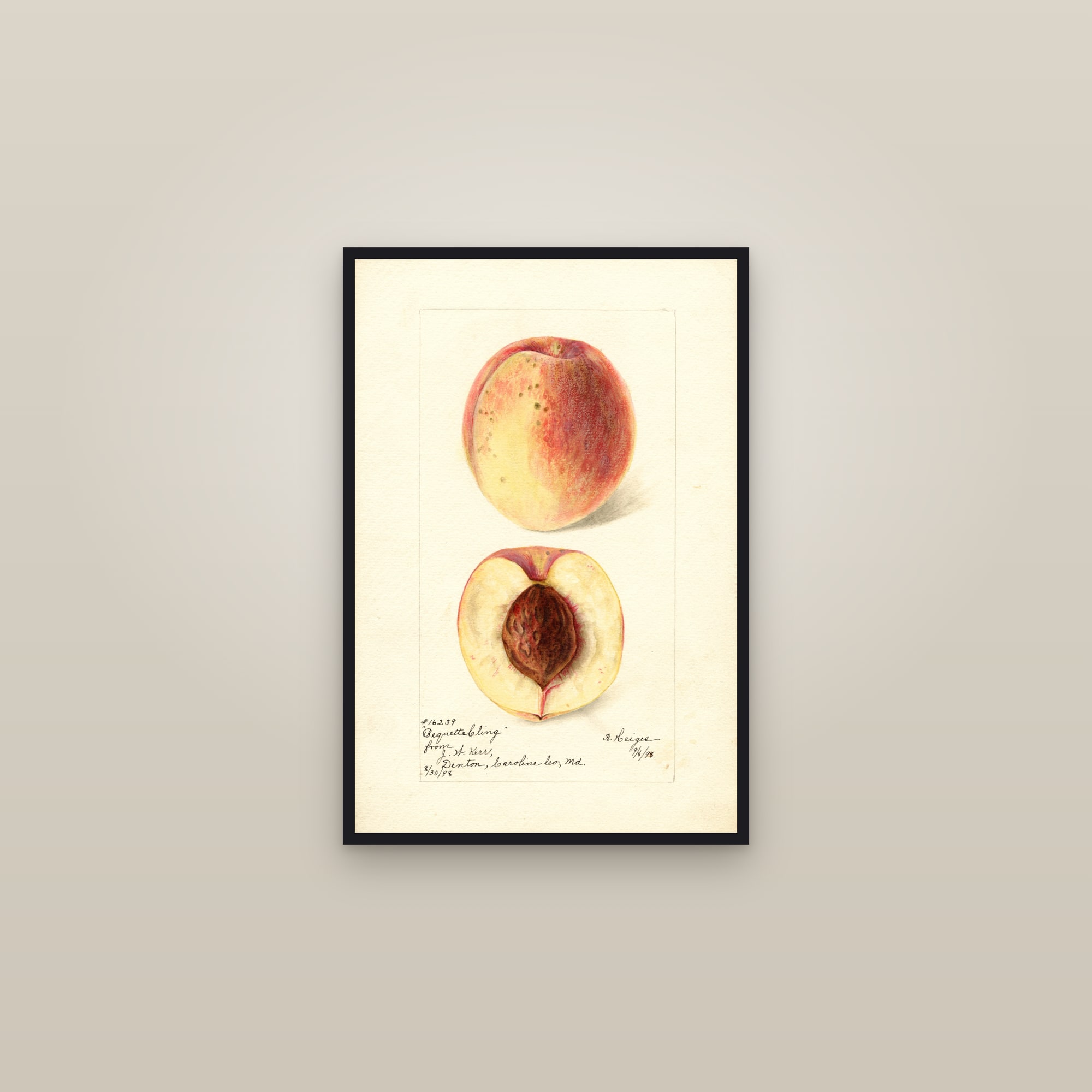 Bequett Cling Peach — framed in a gallery setting