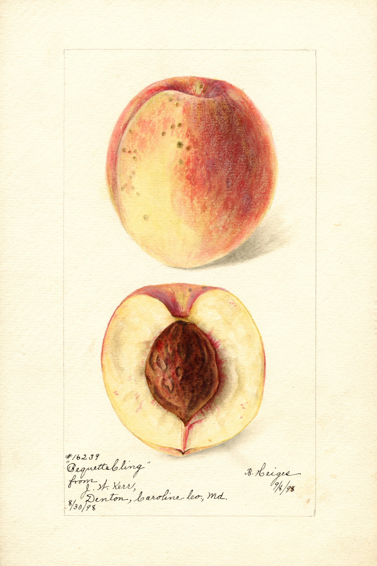 Bequett Cling Peach