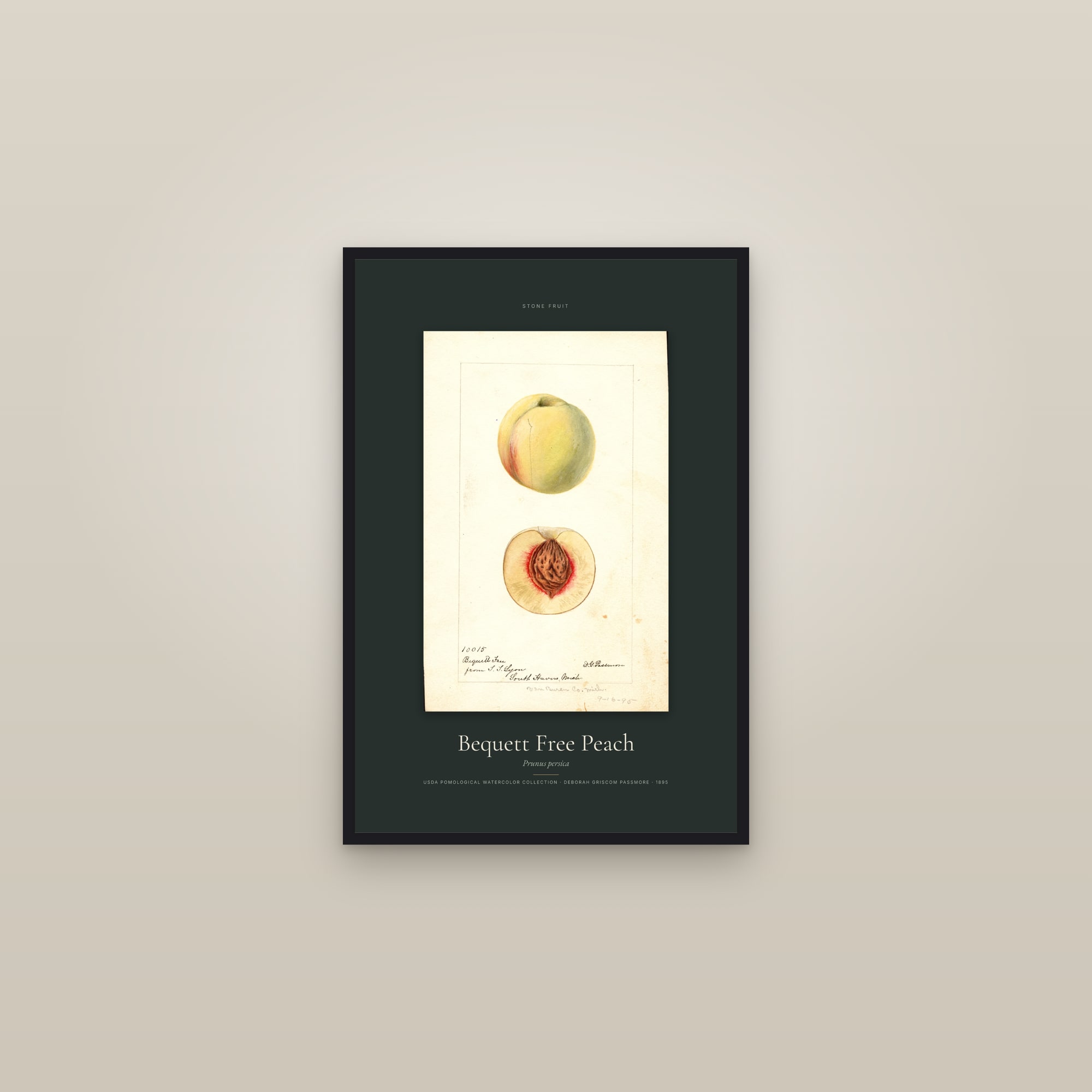 Bequett Free Peach — Specimen — framed in a gallery setting
