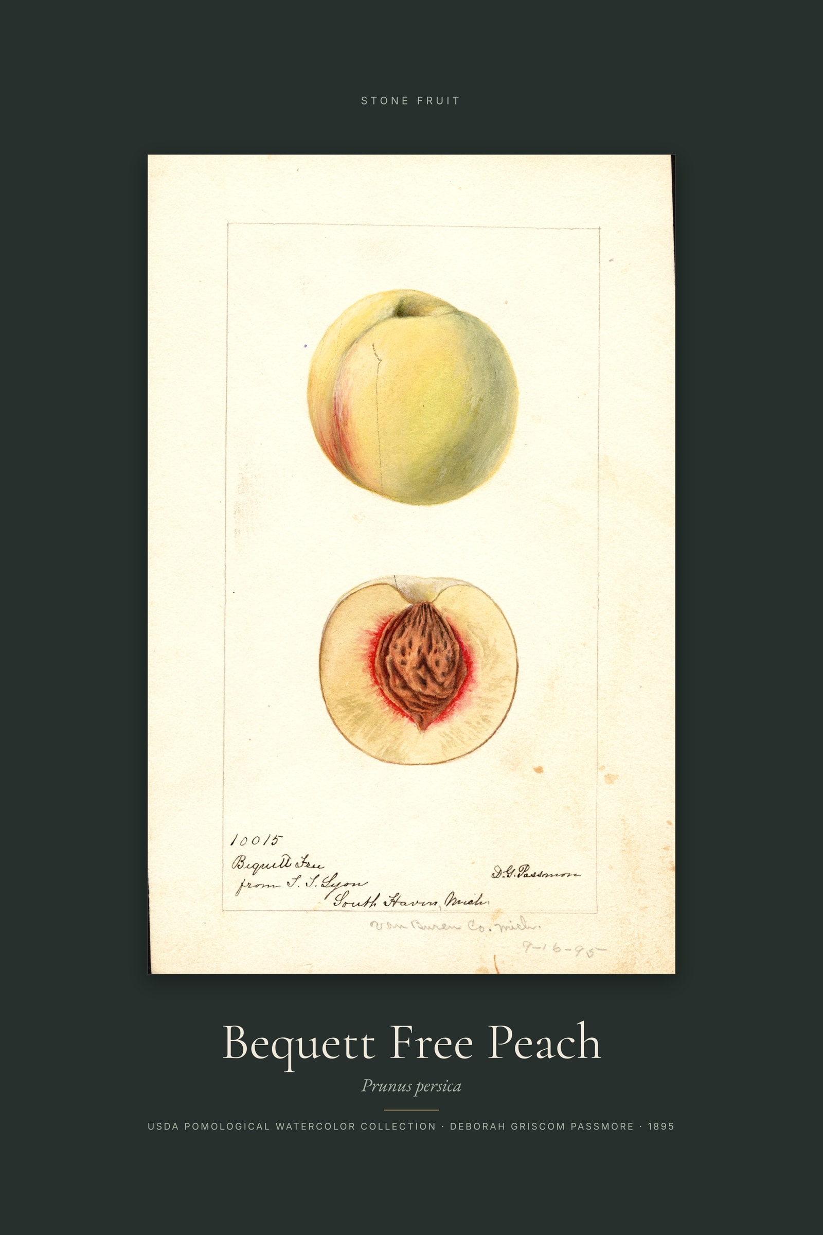 Bequett Free Peach — Specimen