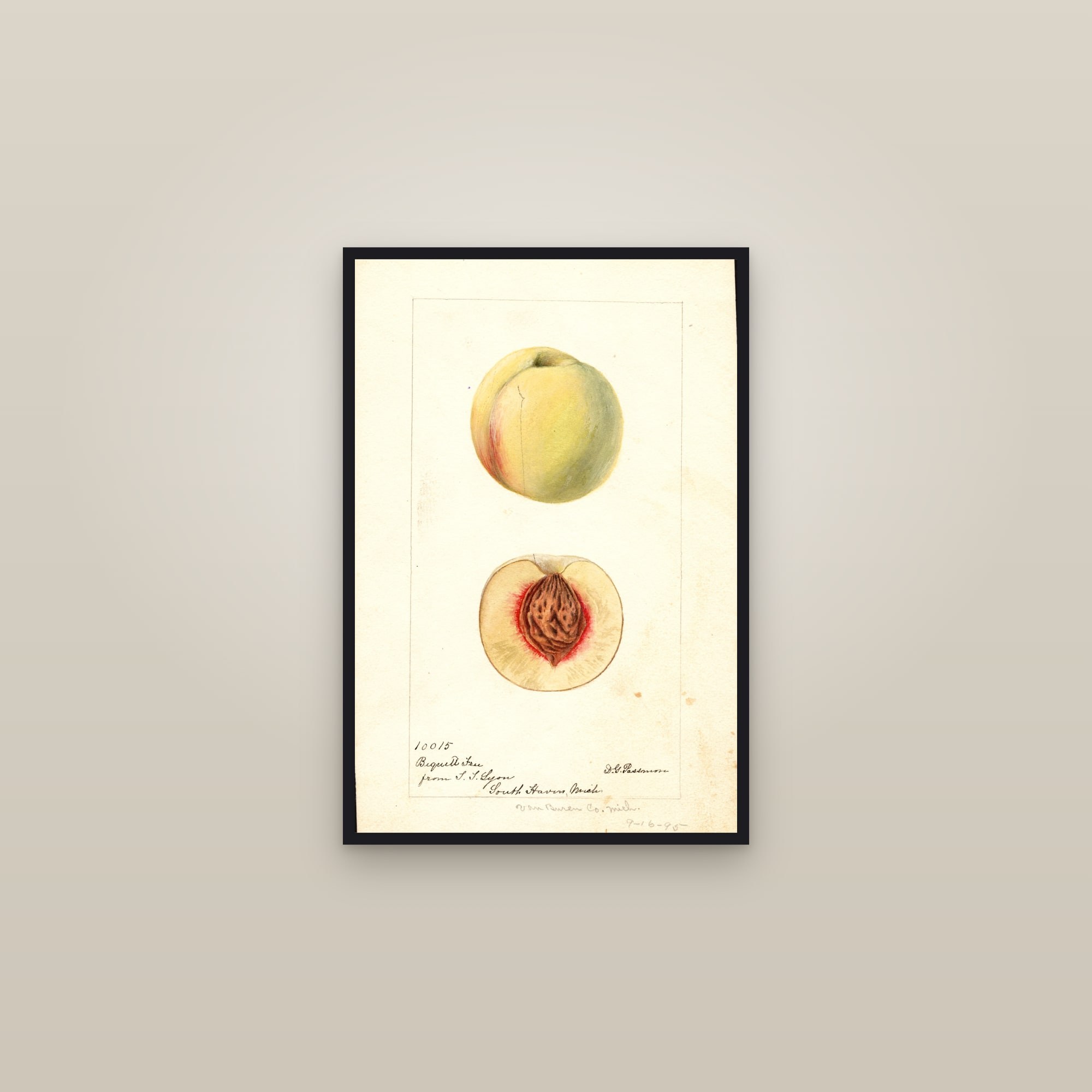 Bequett Free Peach — framed in a gallery setting