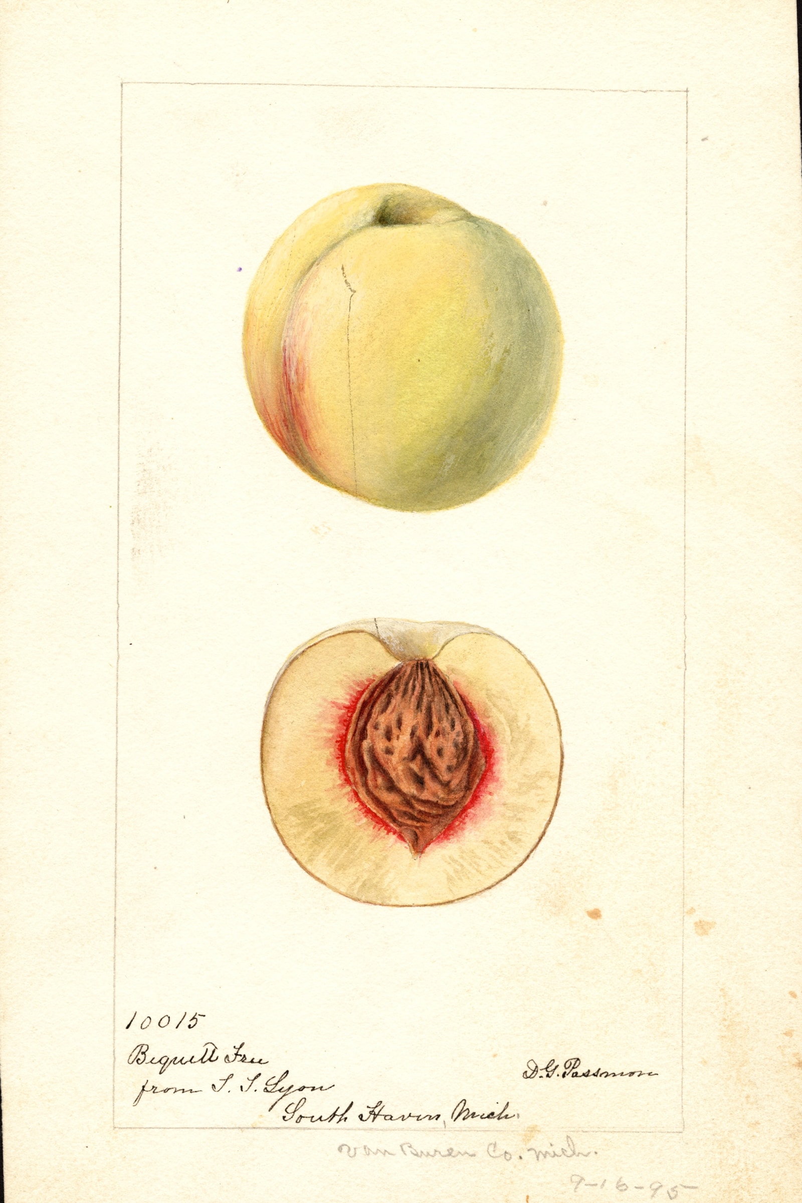Bequett Free Peach