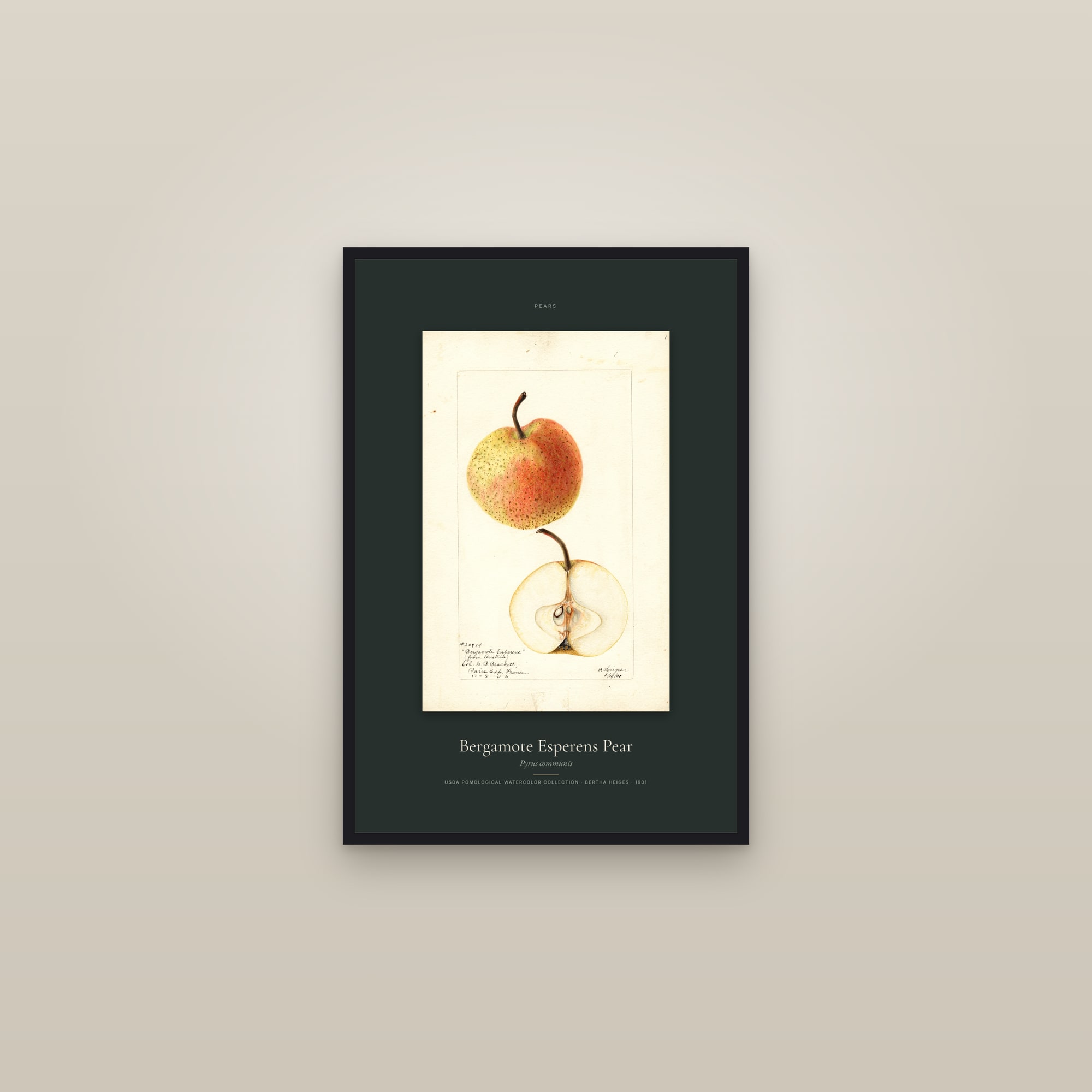 Bergamote Esperens Pear — Specimen — framed in a gallery setting
