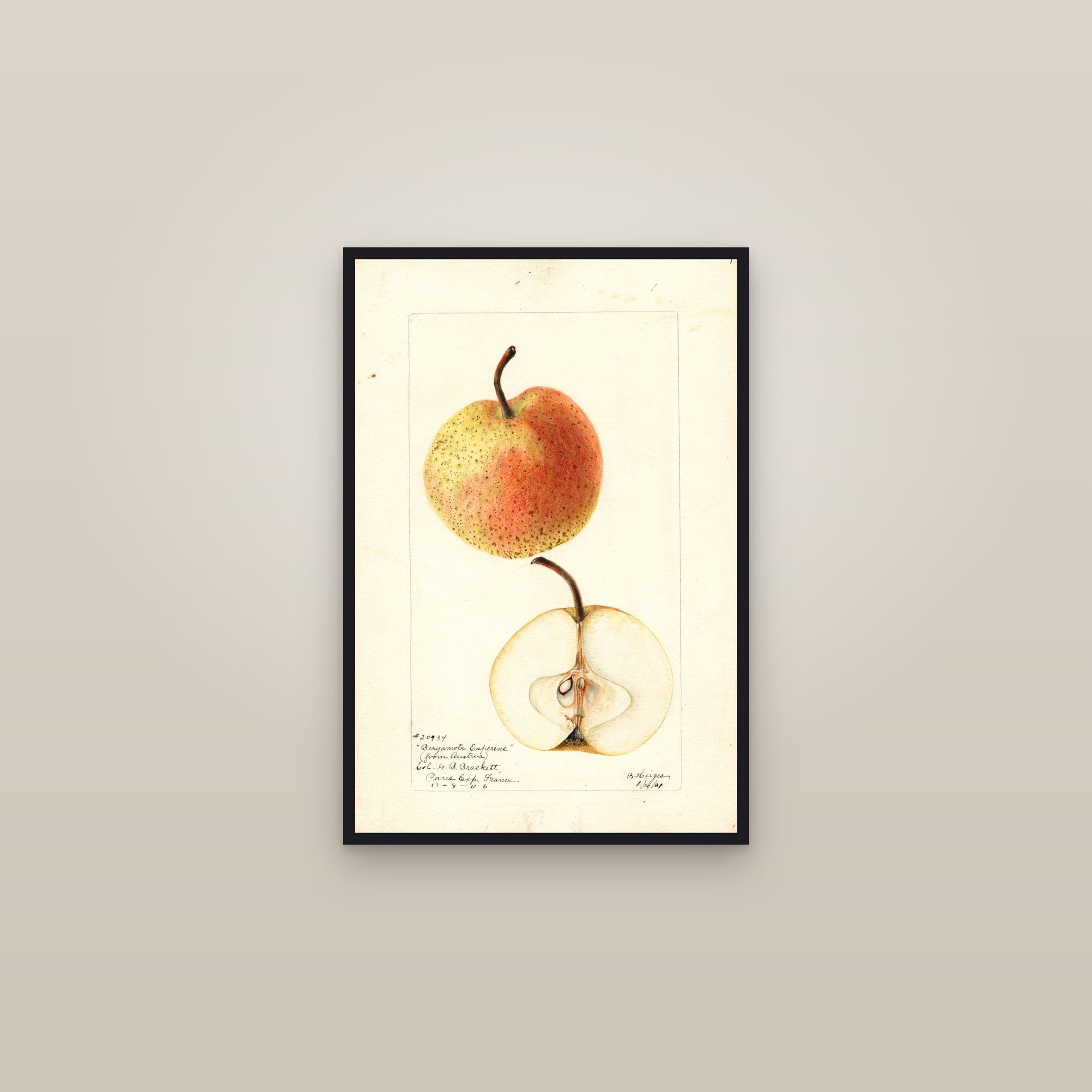 Bergamote Esperens Pear — framed in a gallery setting