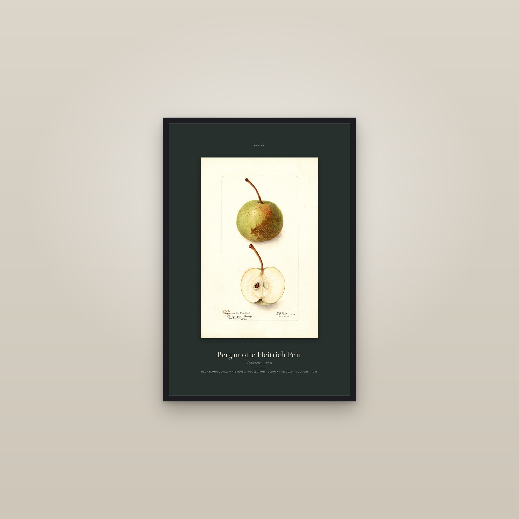 Bergamotte Heitrich Pear — Specimen — framed in a gallery setting