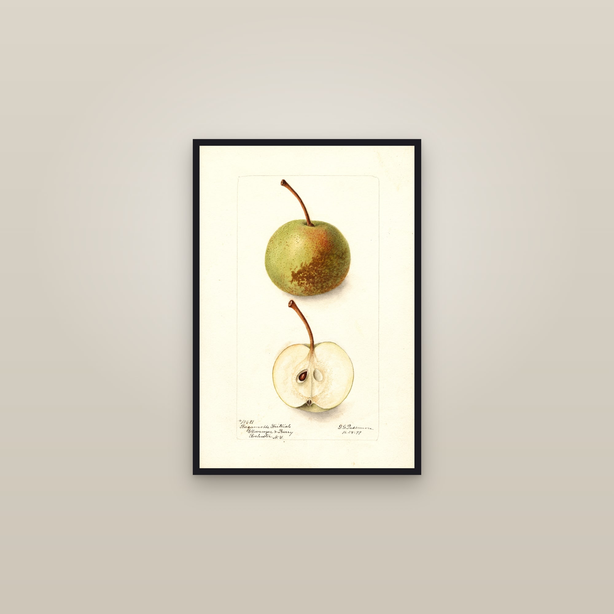 Bergamotte Heitrich Pear — framed in a gallery setting