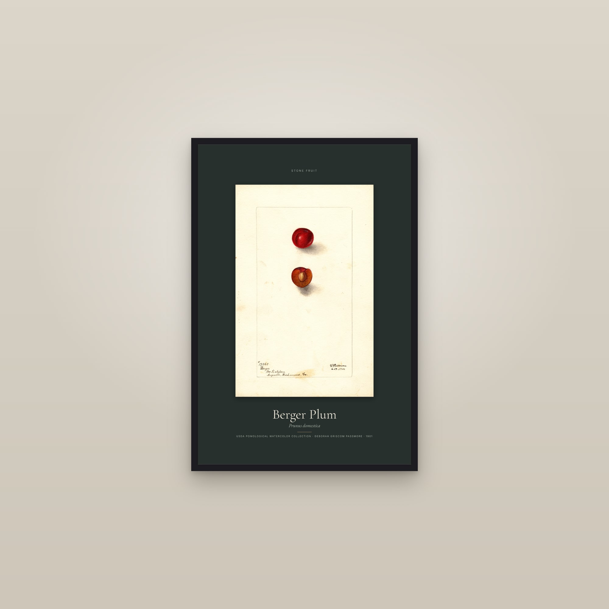Berger Plum — Specimen — framed in a gallery setting