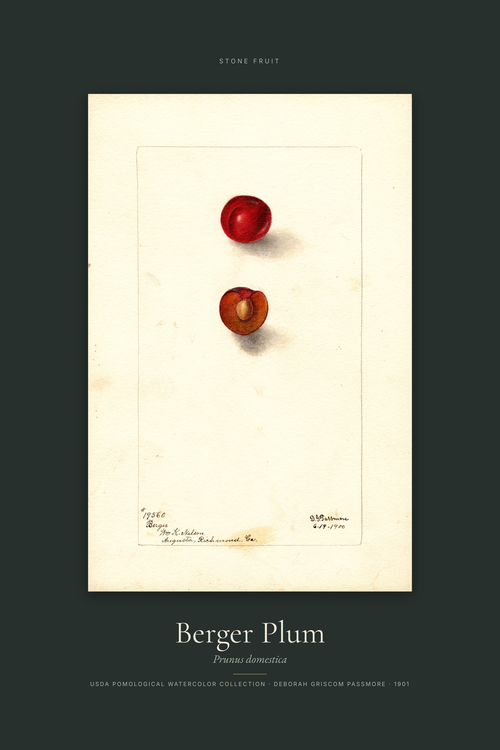 Berger Plum — Specimen
