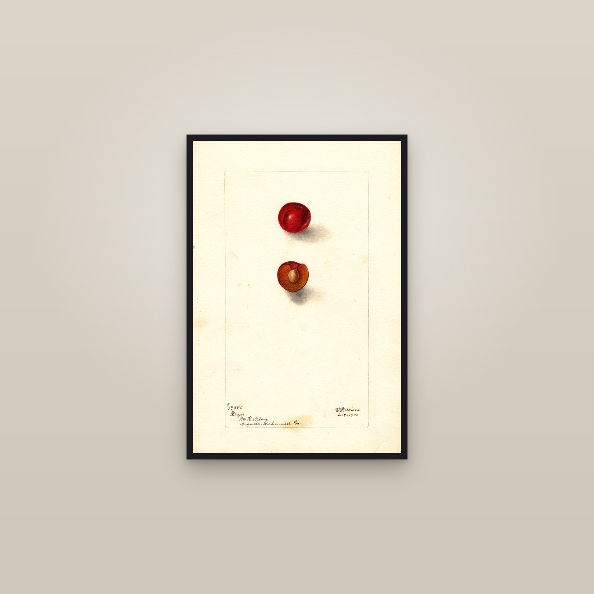 Berger Plum — framed in a gallery setting