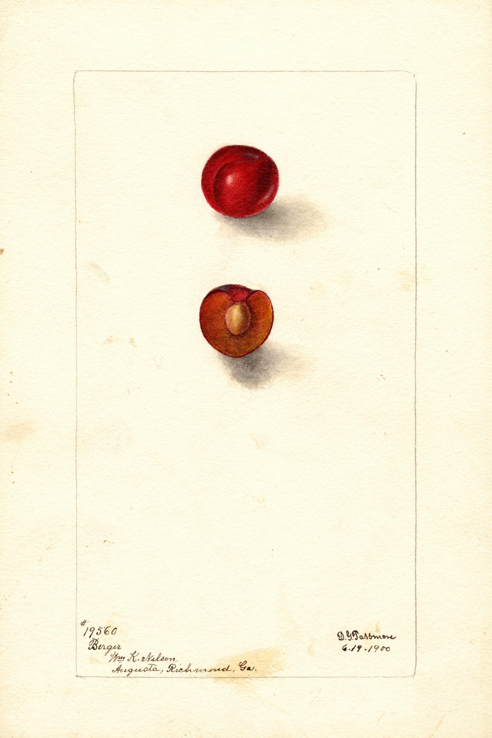 Berger Plum