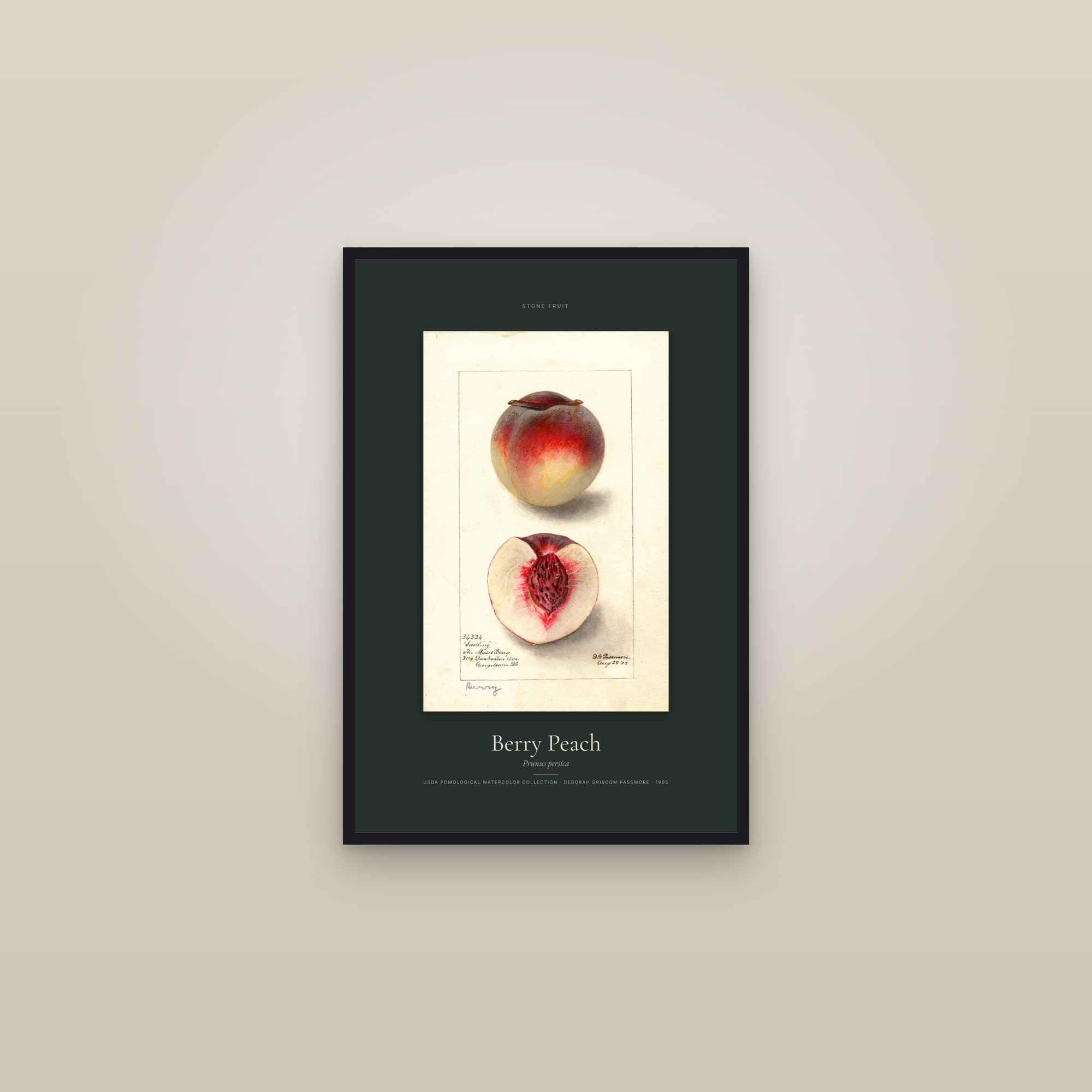 Berry Peach — Specimen — framed in a gallery setting
