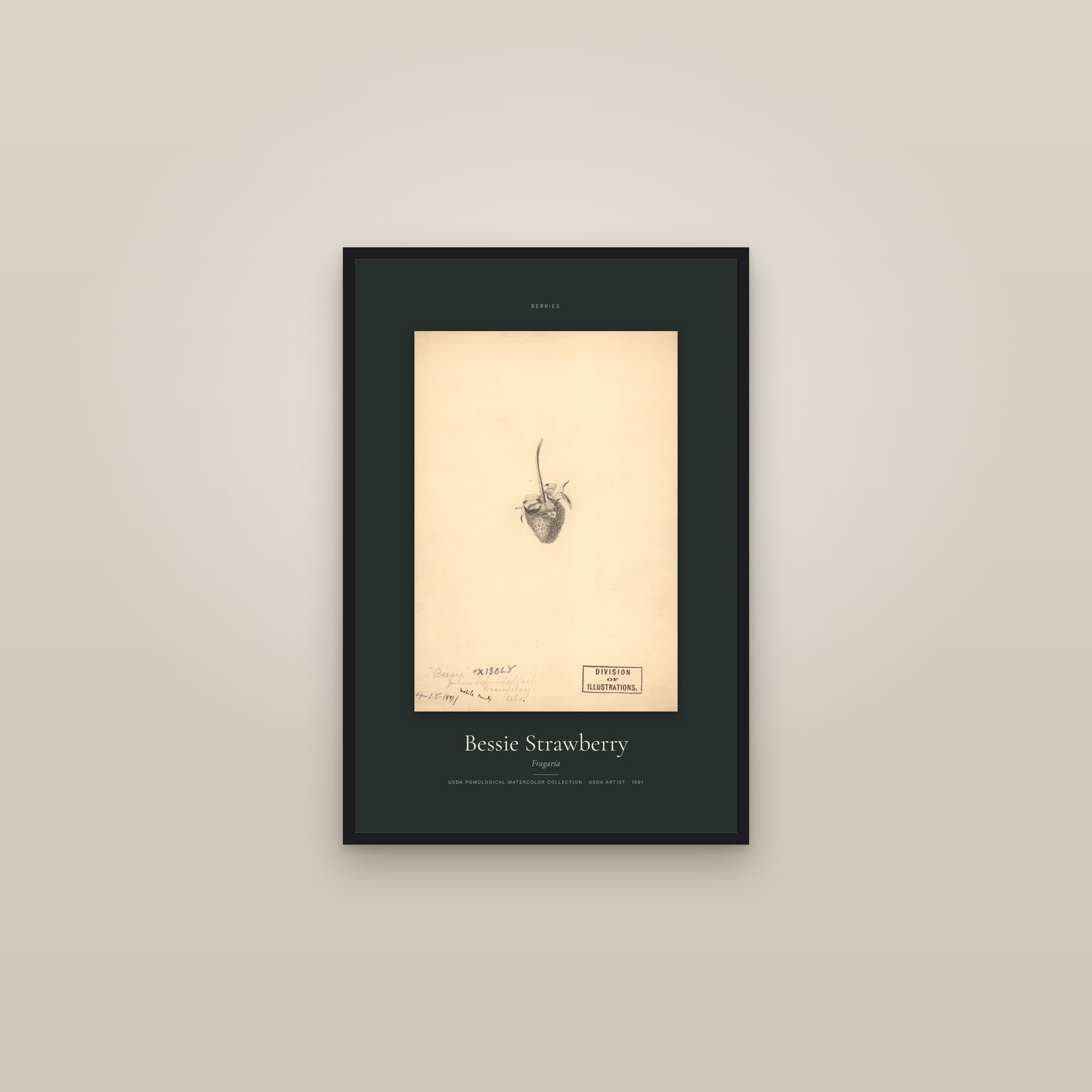 Bessie Strawberry — Specimen — framed in a gallery setting