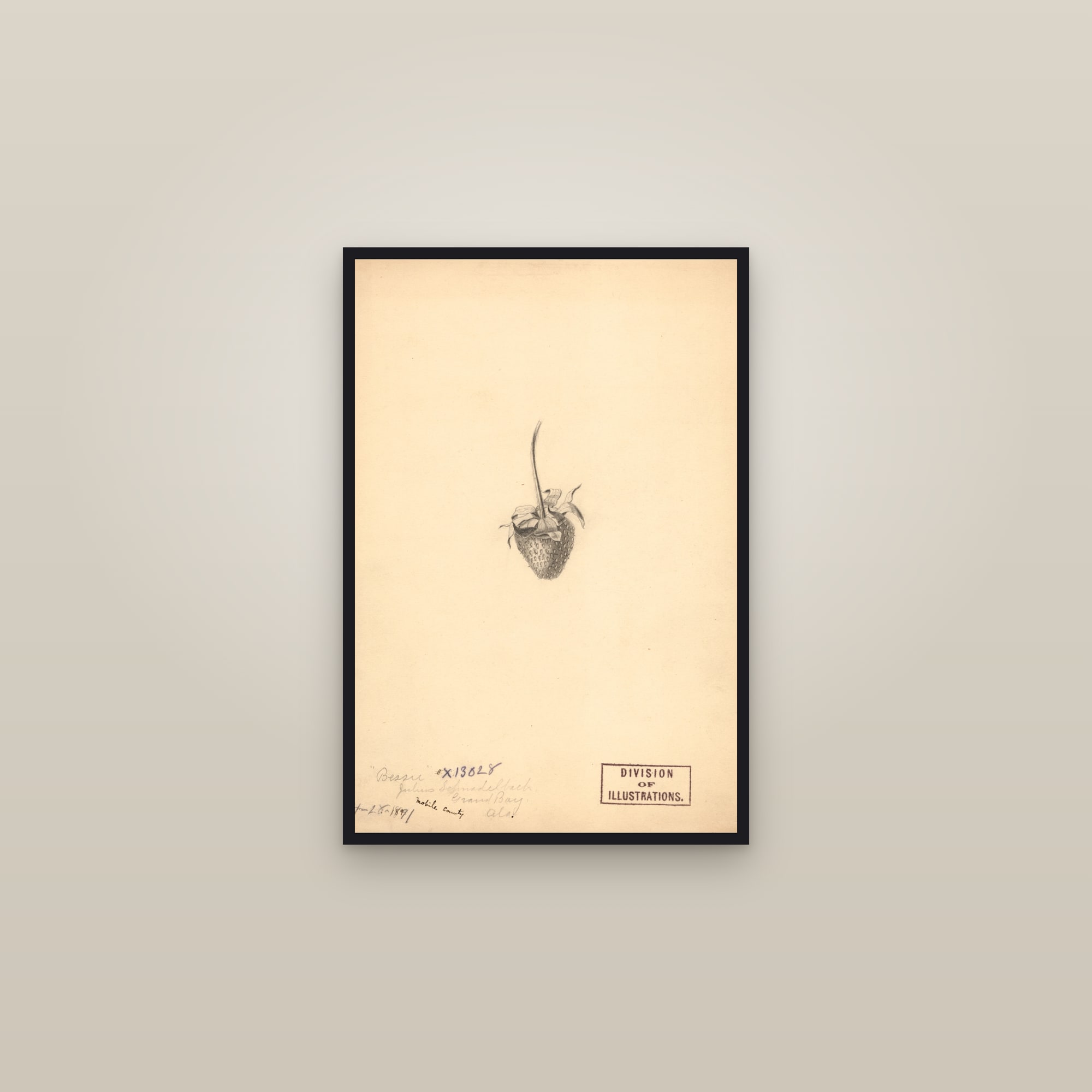 Bessie Strawberry — framed in a gallery setting