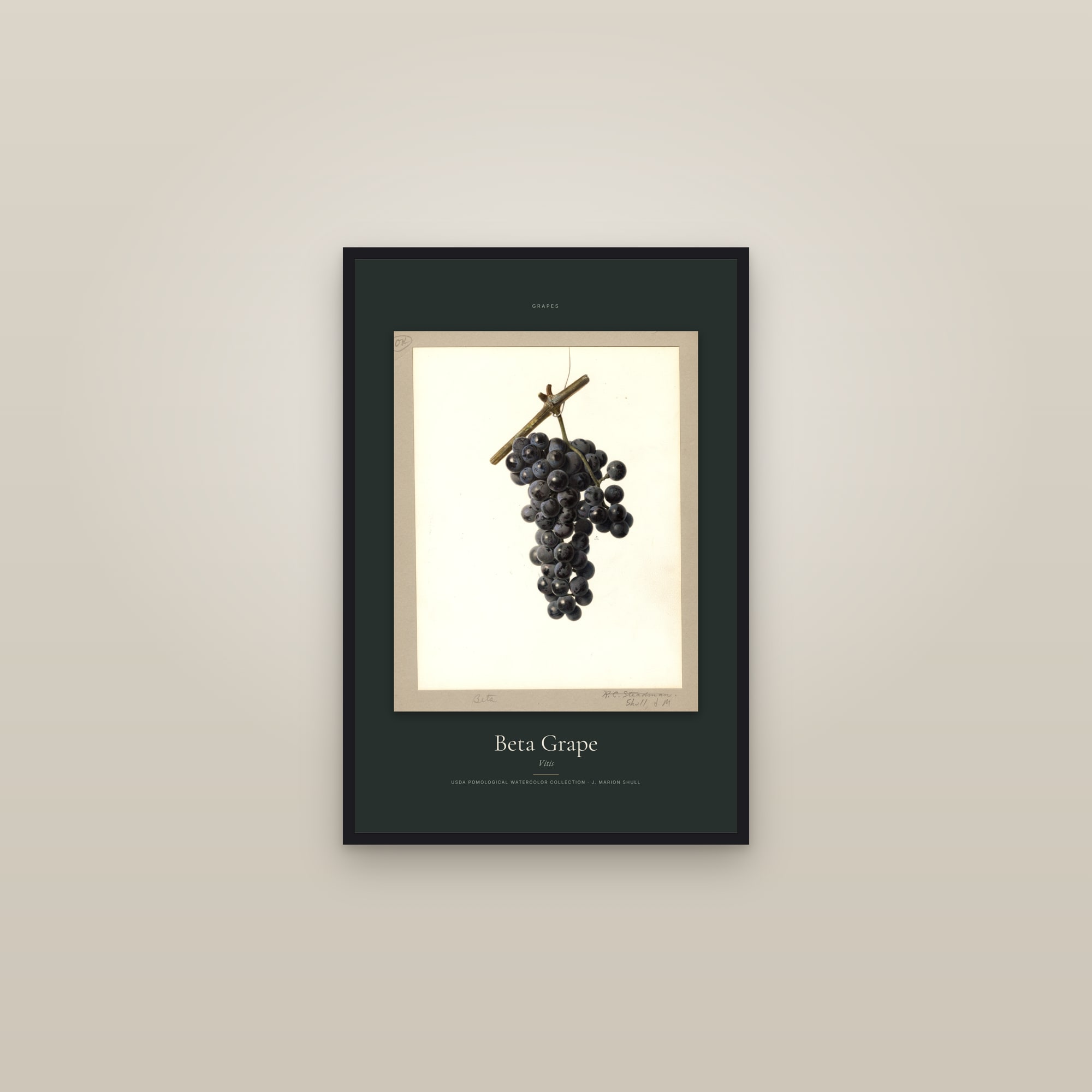 Beta Grape — Specimen — framed in a gallery setting