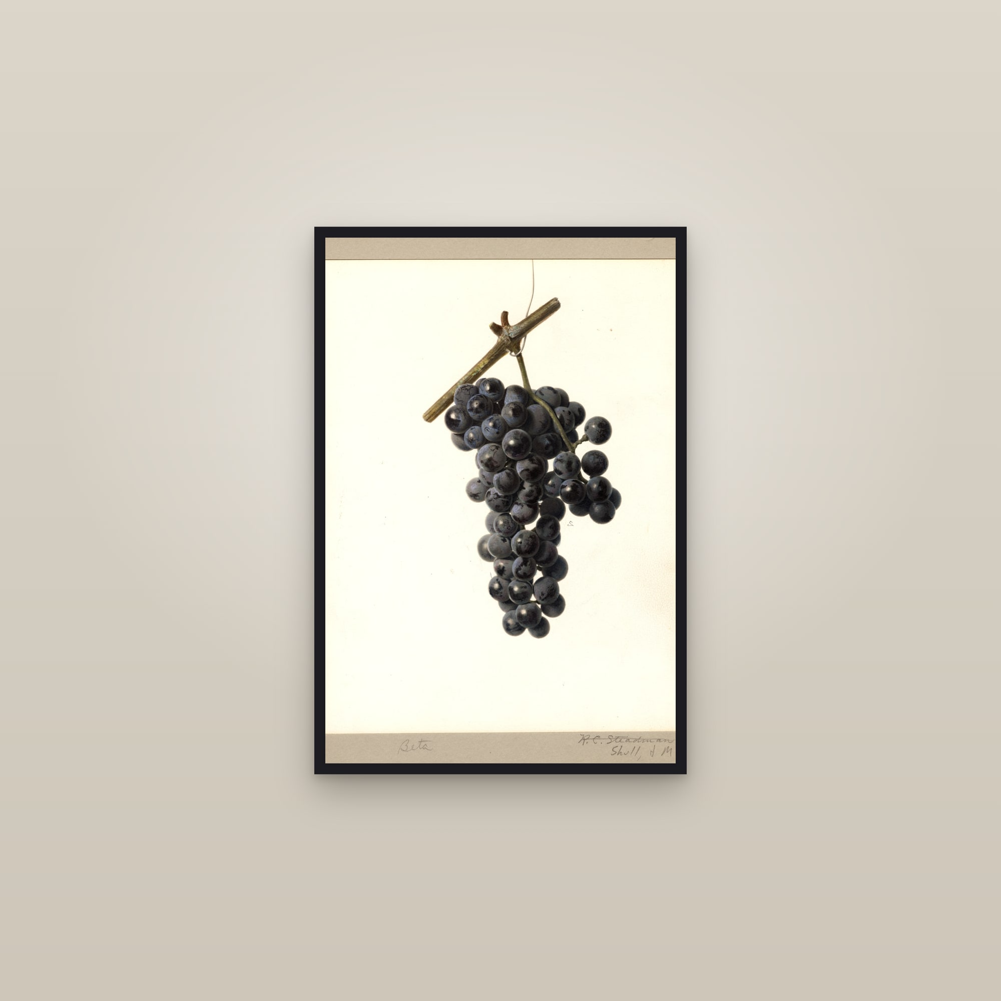 Beta Grape — framed in a gallery setting