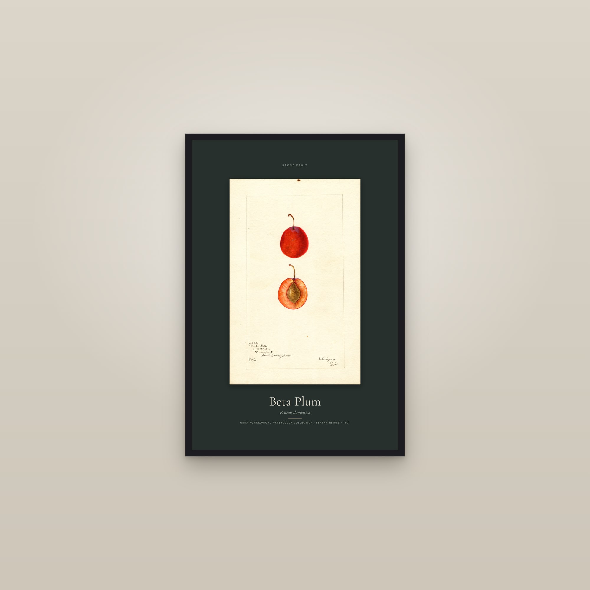 Beta Plum — Specimen — framed in a gallery setting