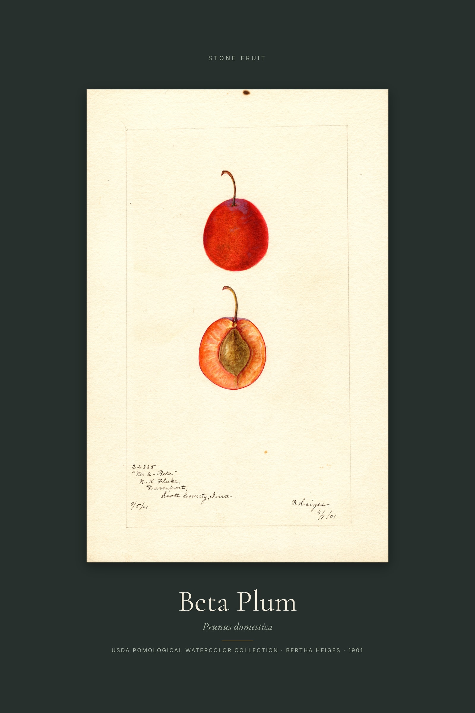 Beta Plum — Specimen
