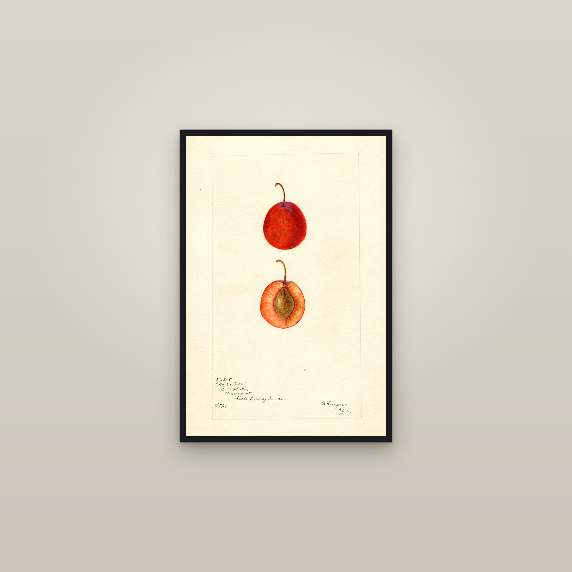 Beta Plum — framed in a gallery setting