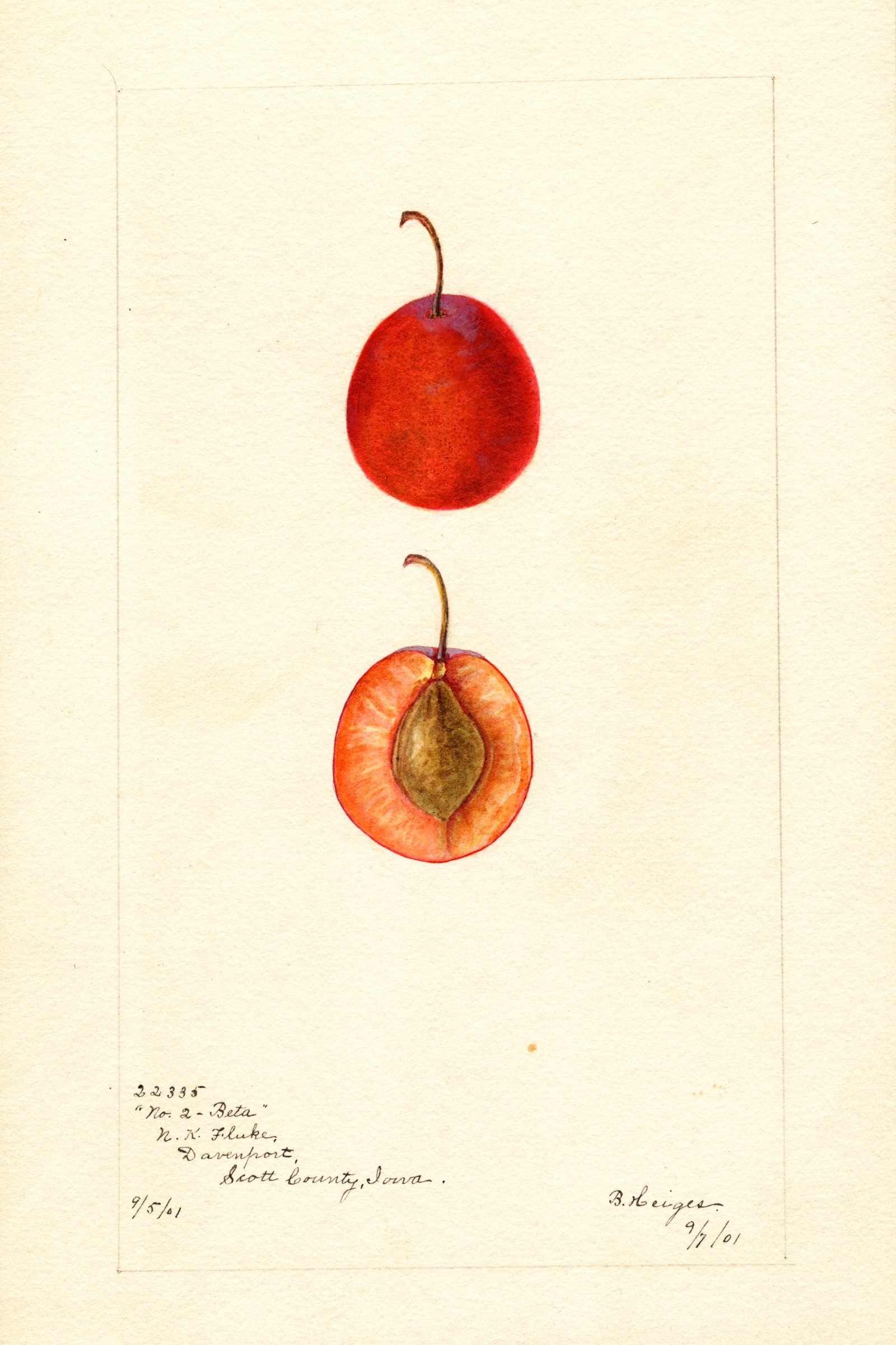 Beta Plum