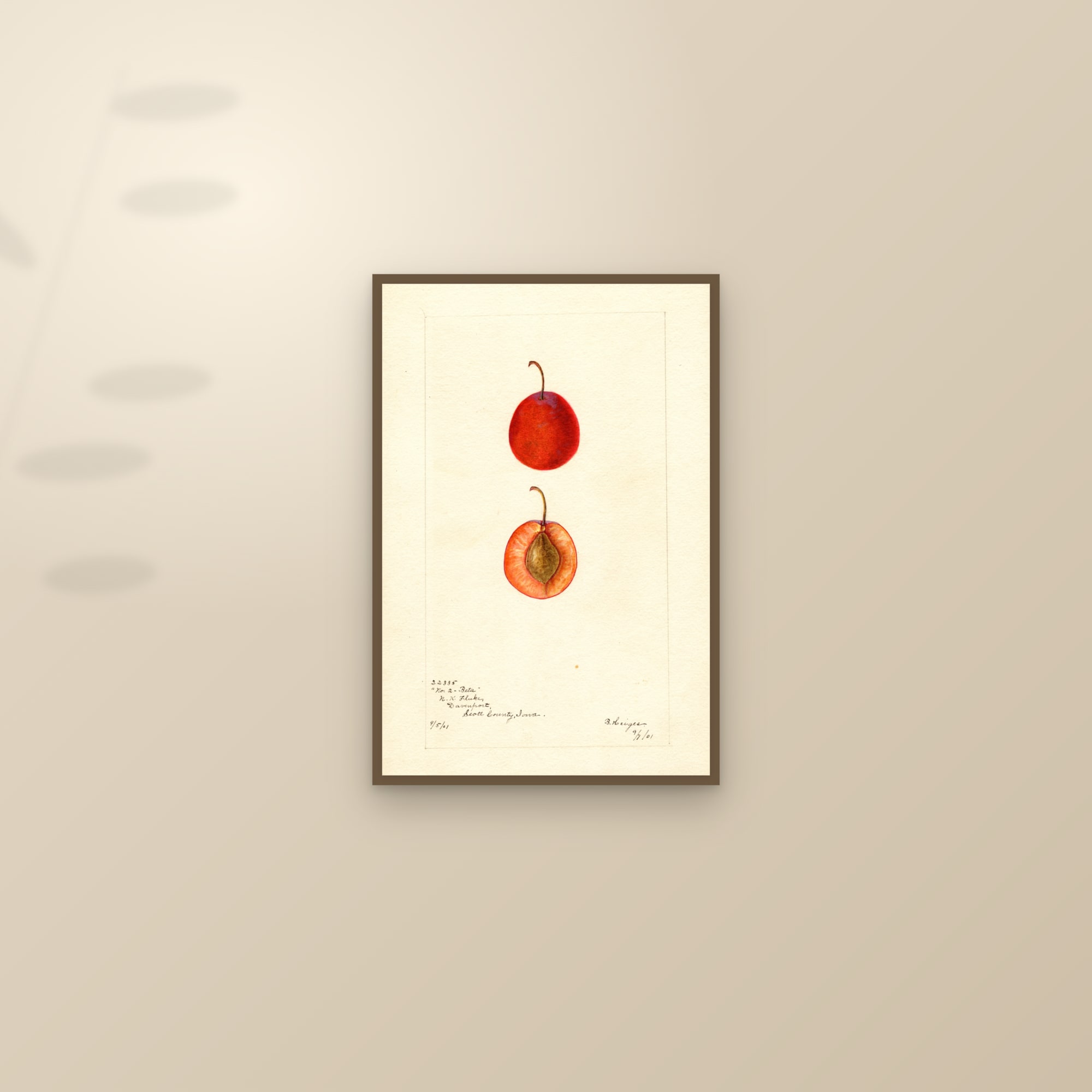 Beta Plum — framed and styled on a sunlit wall
