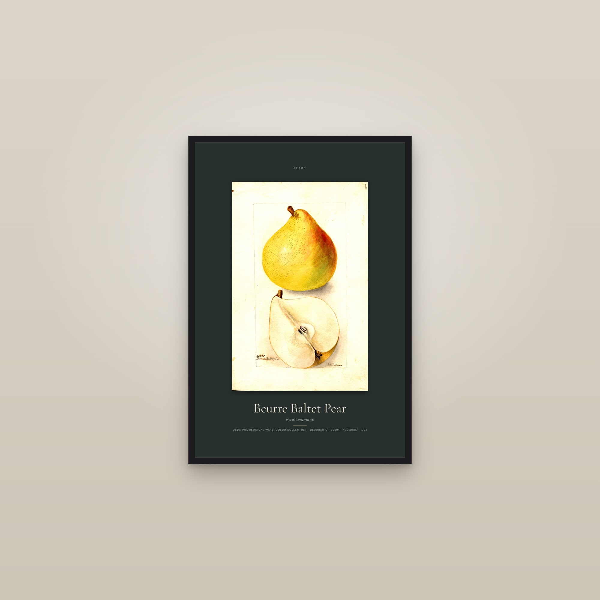 Beurre Baltet Pear — Specimen — framed in a gallery setting
