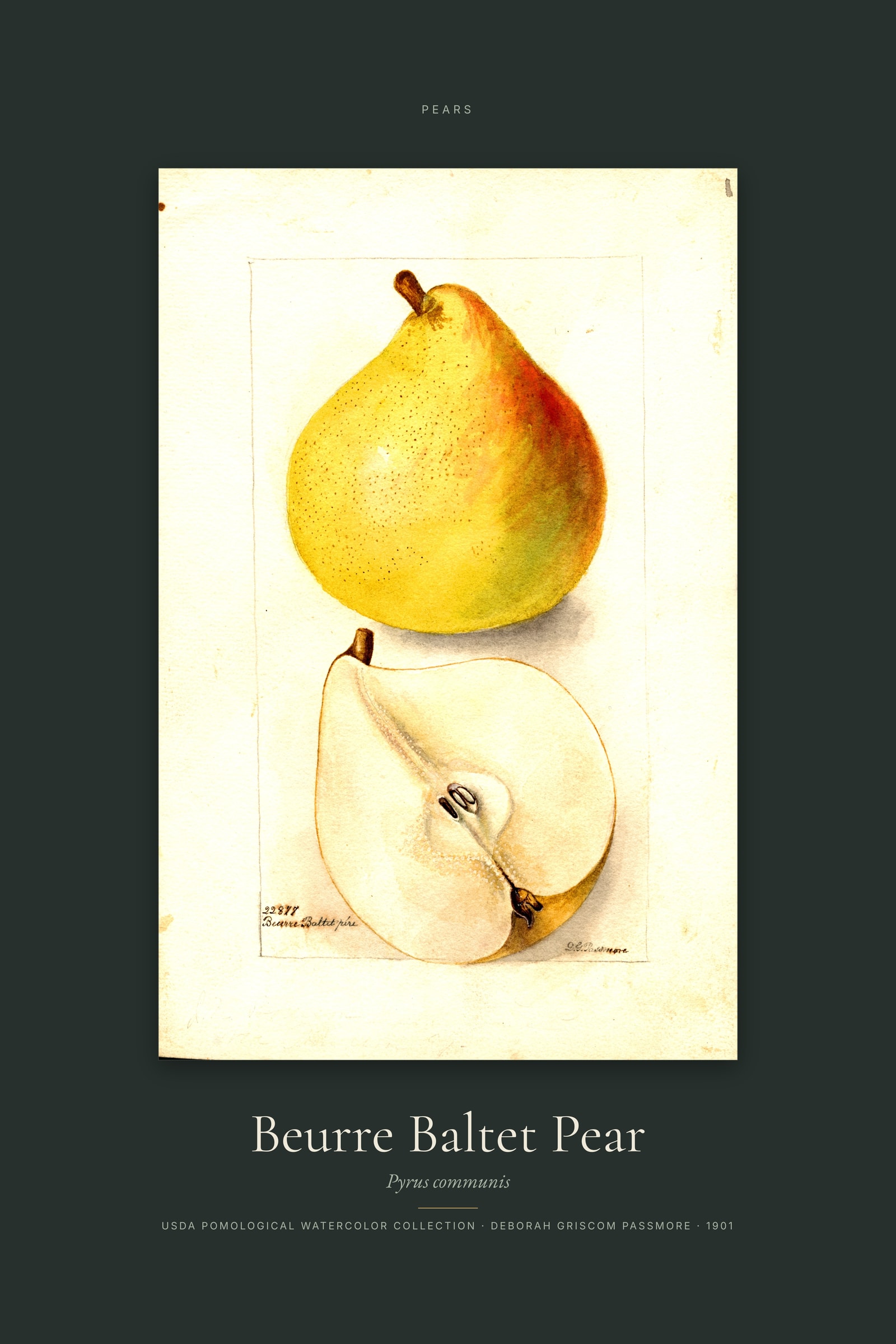 Beurre Baltet Pear — Specimen