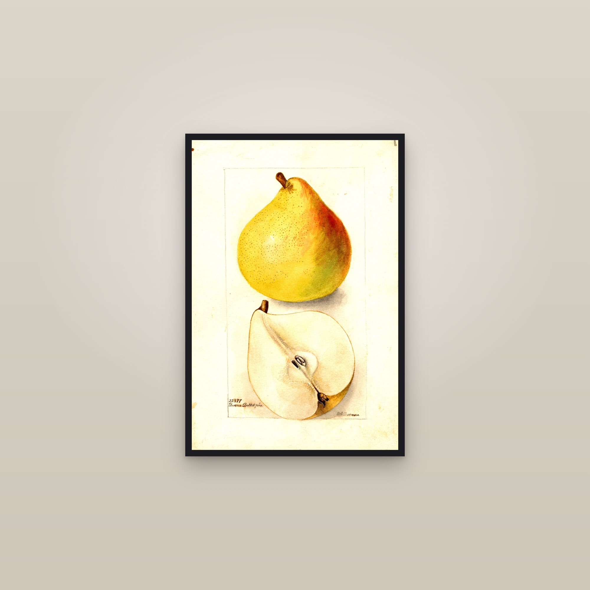 Beurre Baltet Pear — framed in a gallery setting