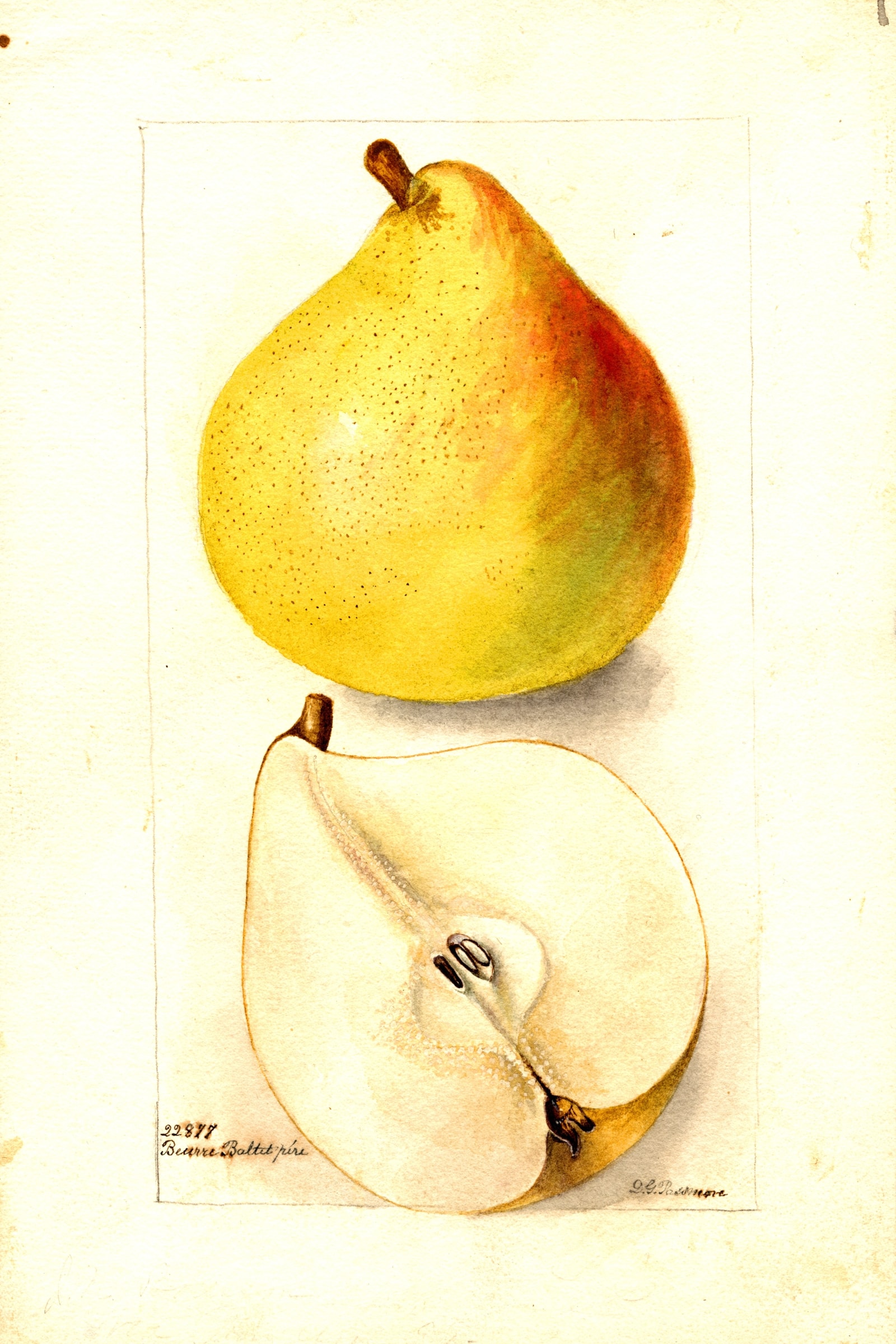 Beurre Baltet Pear