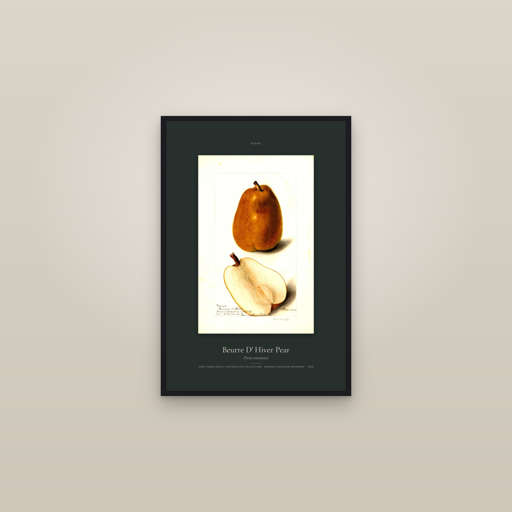Beurre D' Hiver Pear — Specimen — framed in a gallery setting
