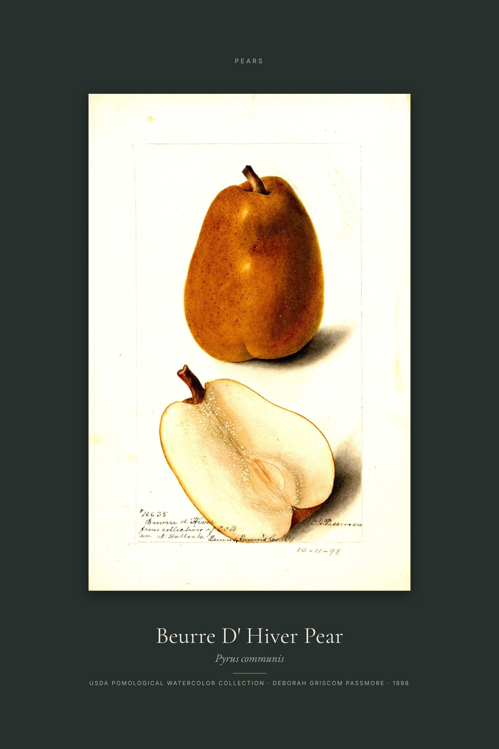 Beurre D' Hiver Pear — Specimen
