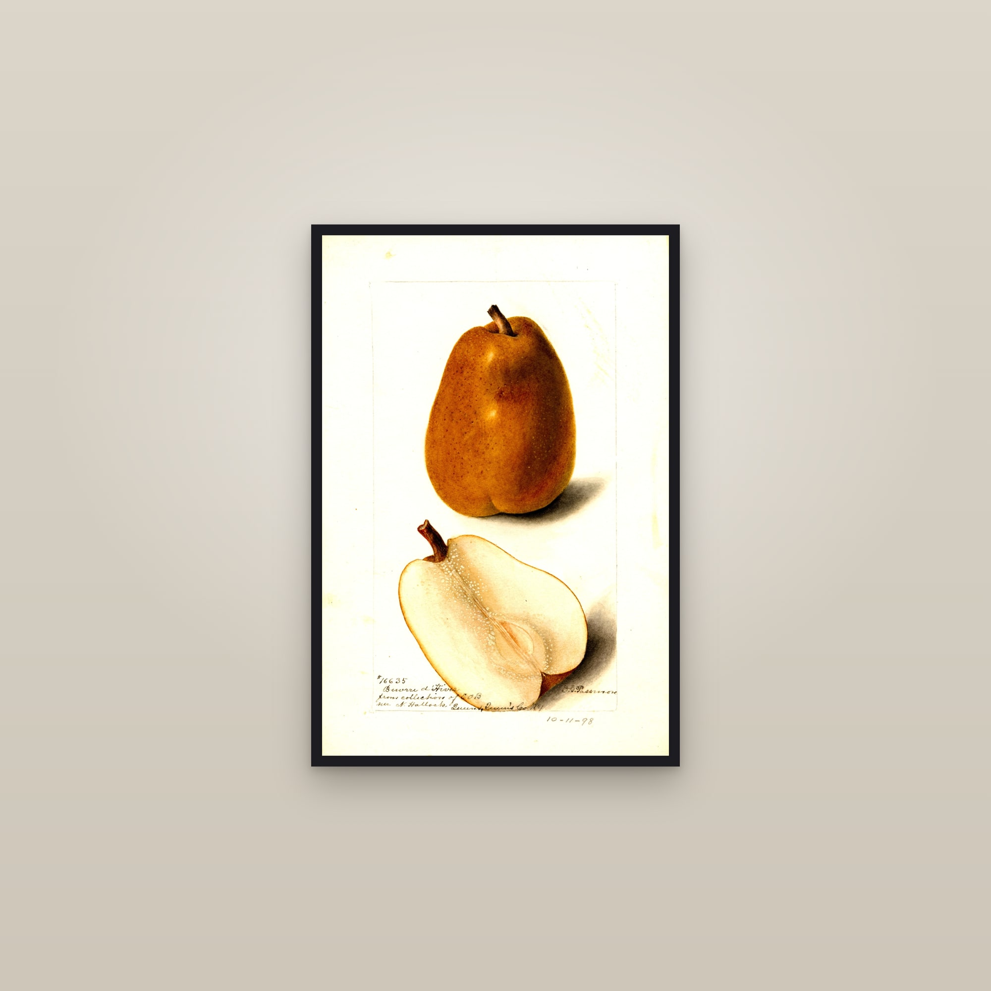Beurre D' Hiver Pear — framed in a gallery setting