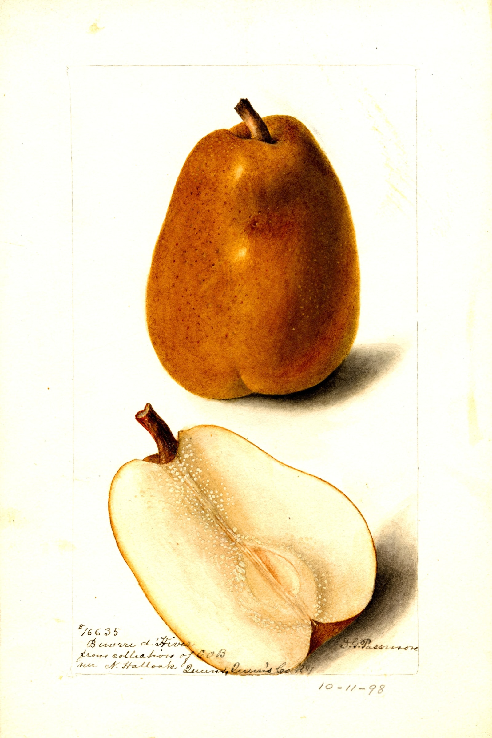Beurre D' Hiver Pear