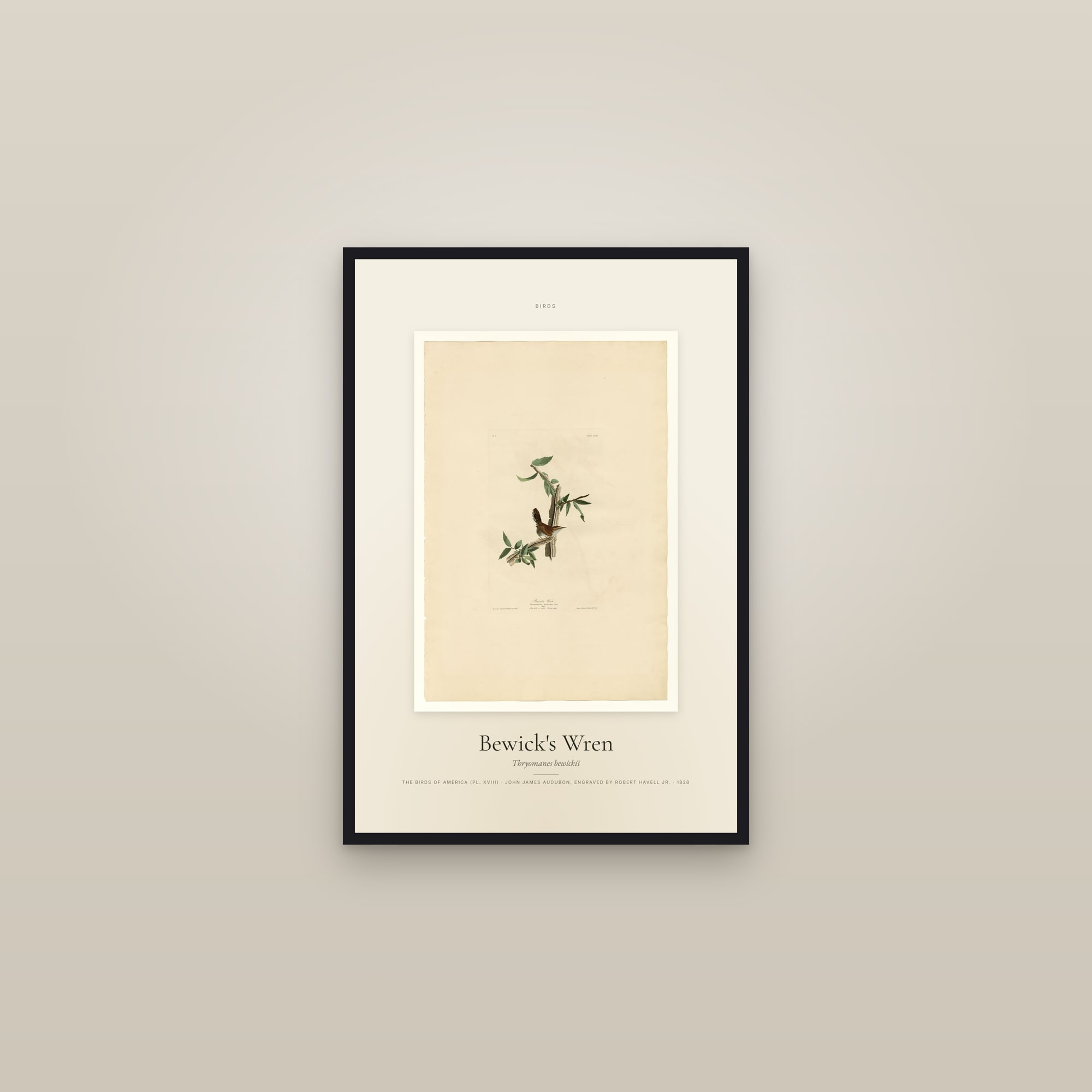 Bewick's Wren — Specimen — framed in a gallery setting