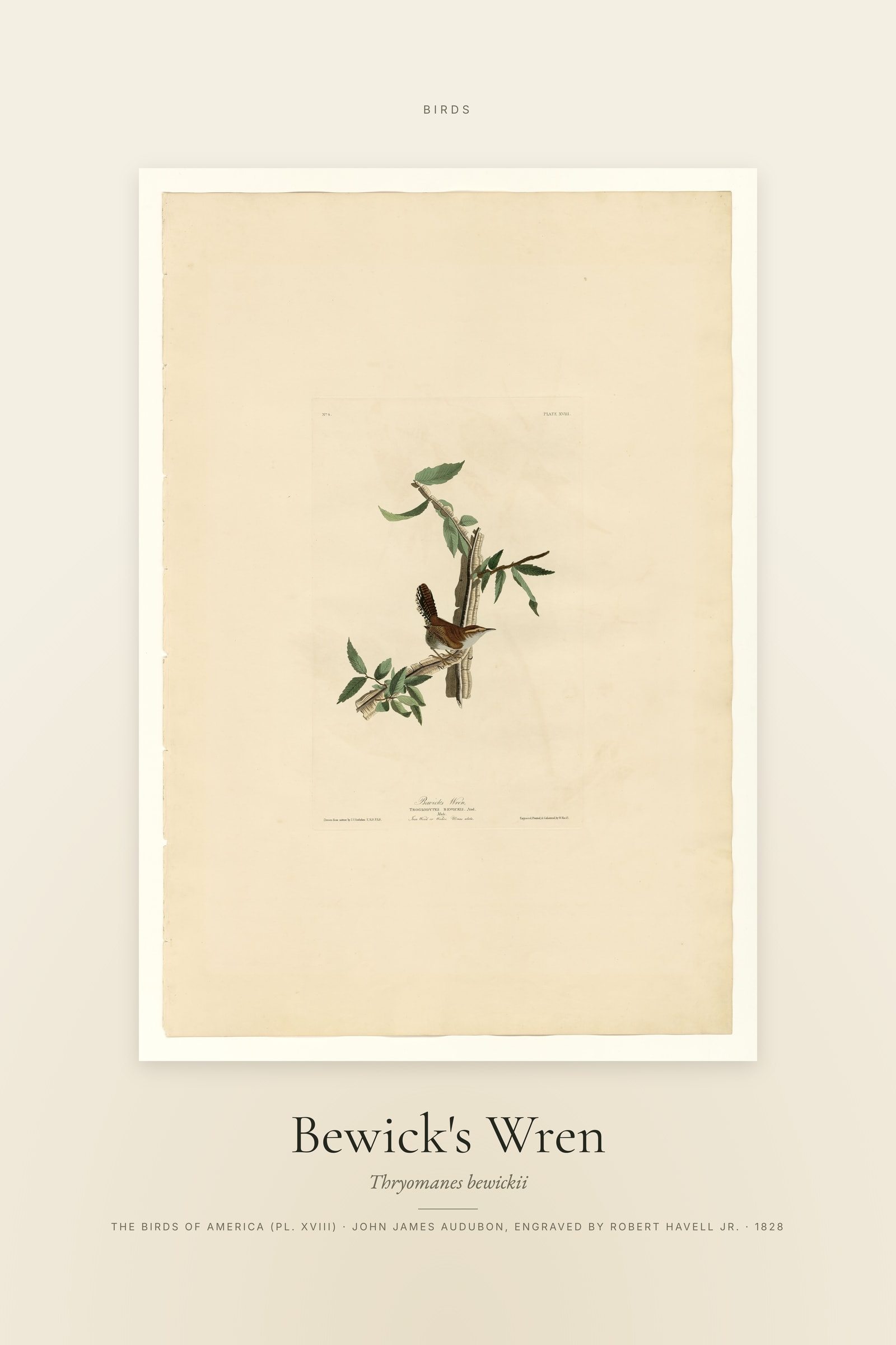 Bewick's Wren — Specimen