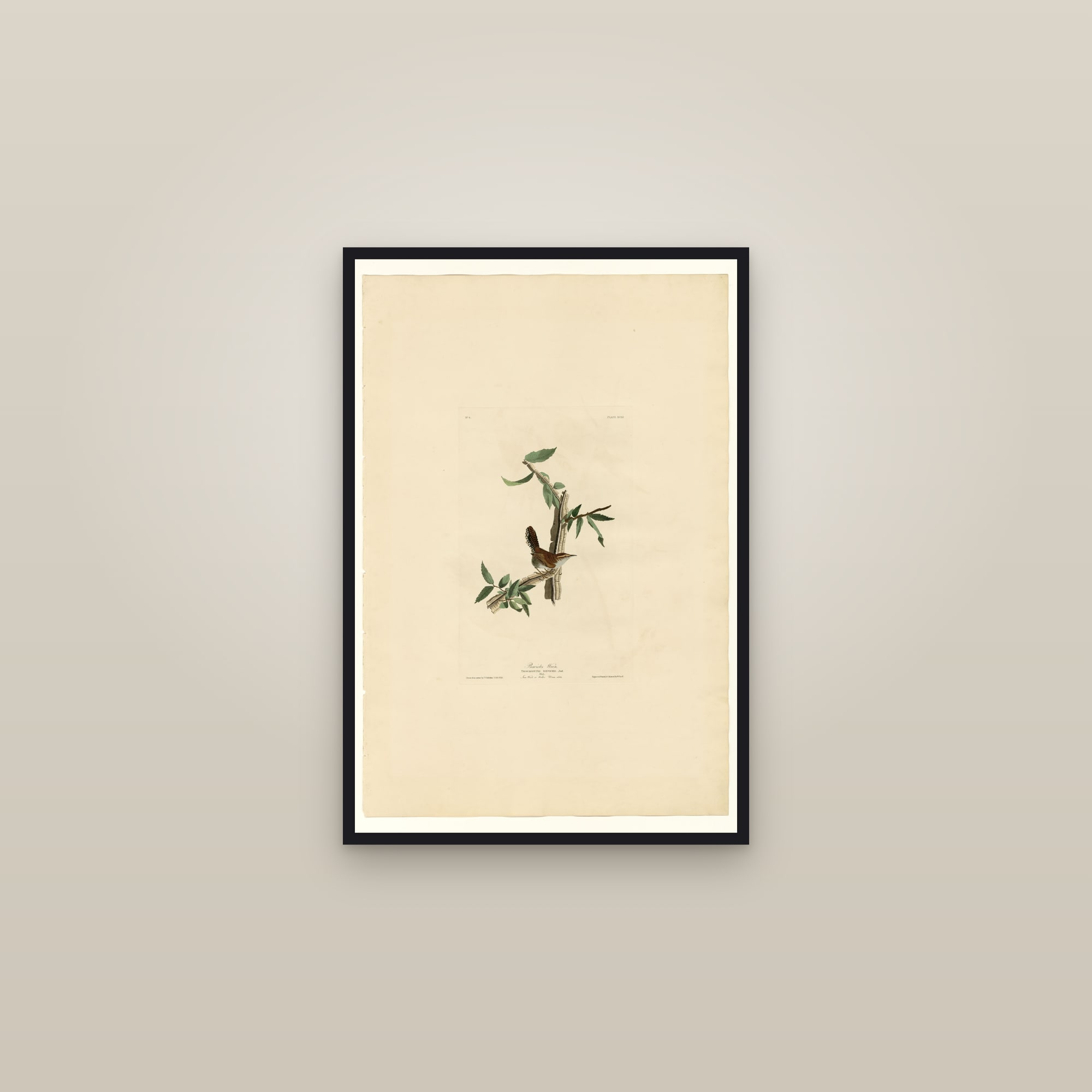 Bewick's Wren — framed in a gallery setting