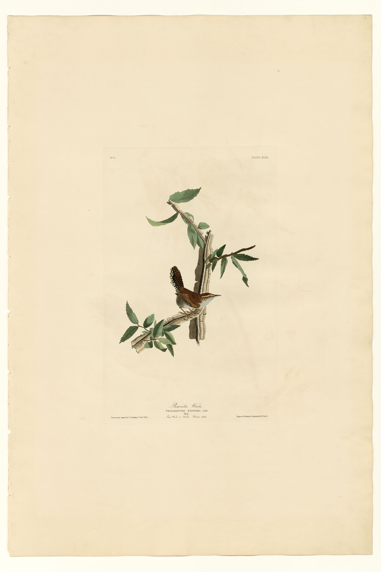 Bewick's Wren