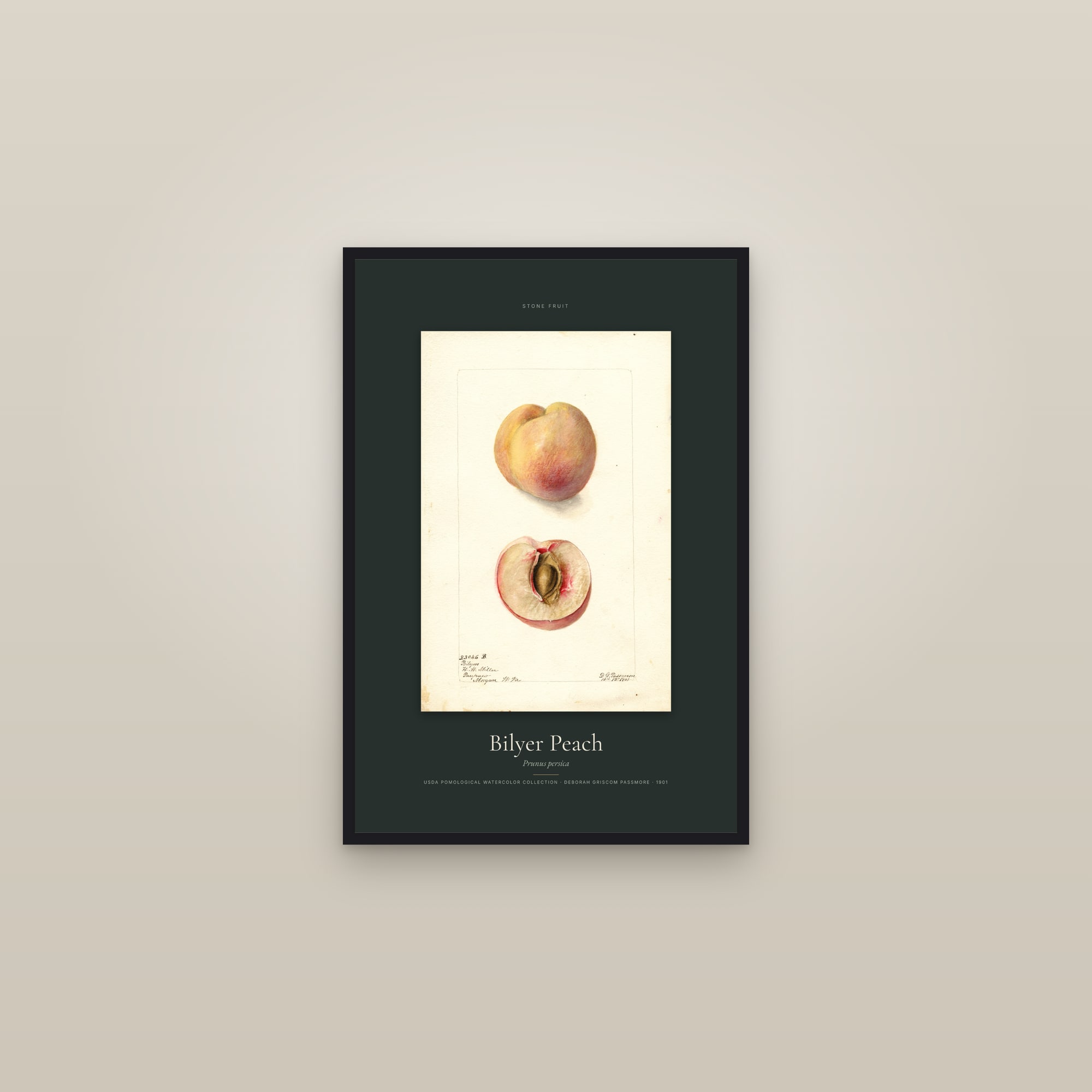 Bilyer Peach — Specimen — framed in a gallery setting