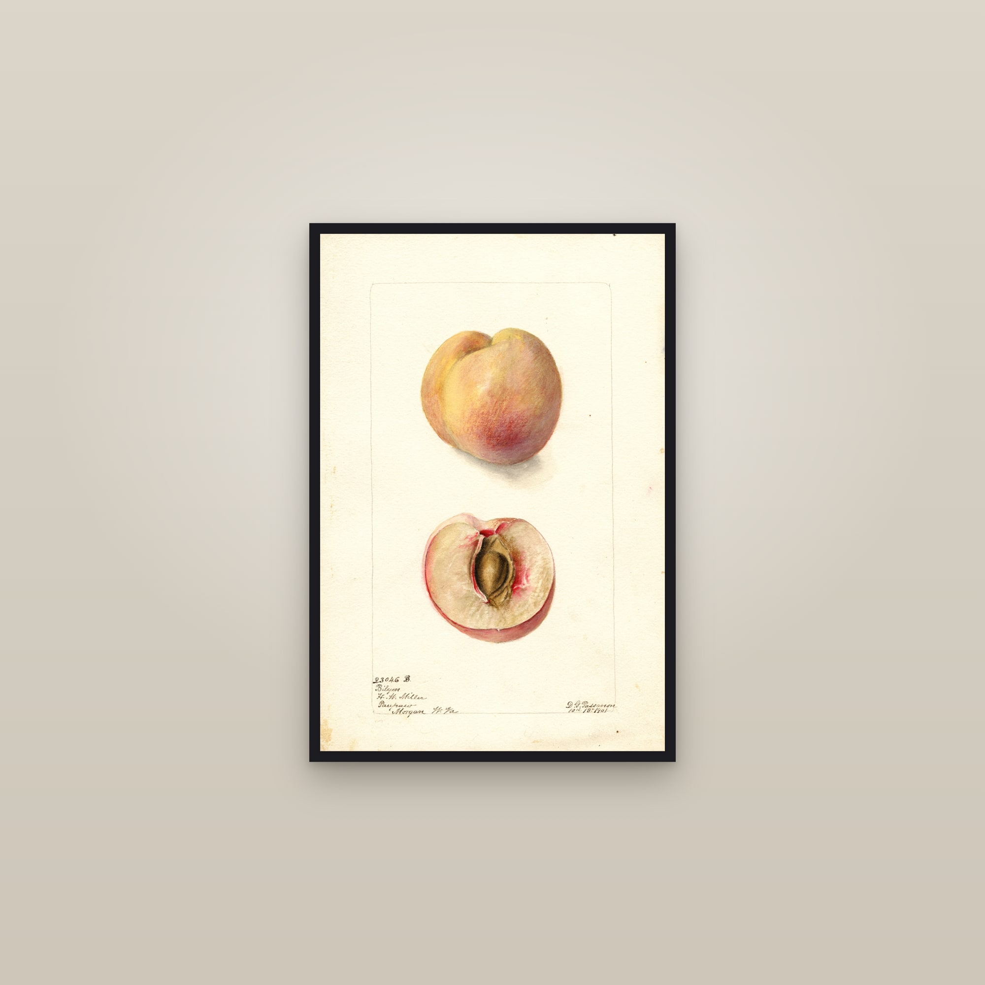 Bilyer Peach — framed in a gallery setting