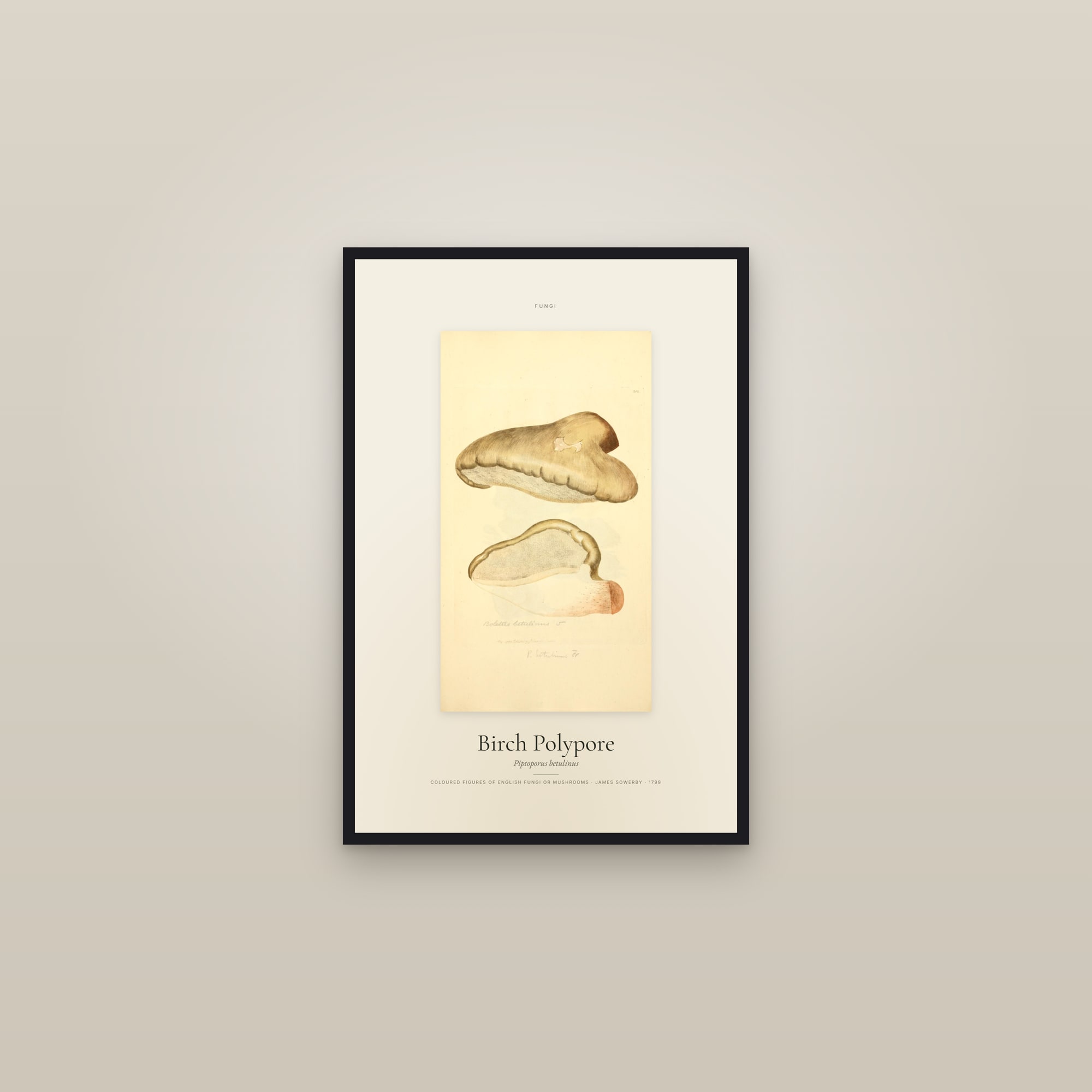 Birch Polypore — Specimen — framed in a gallery setting