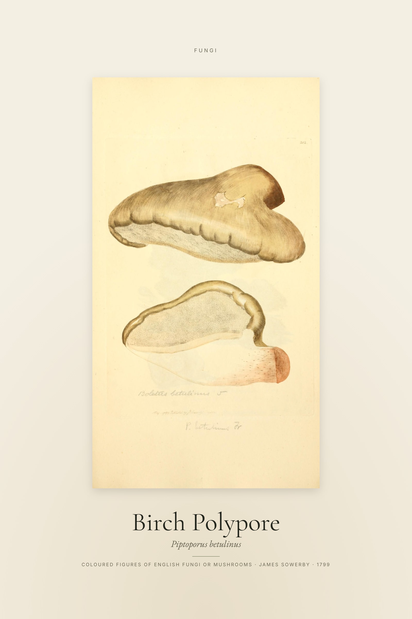 Birch Polypore — Specimen