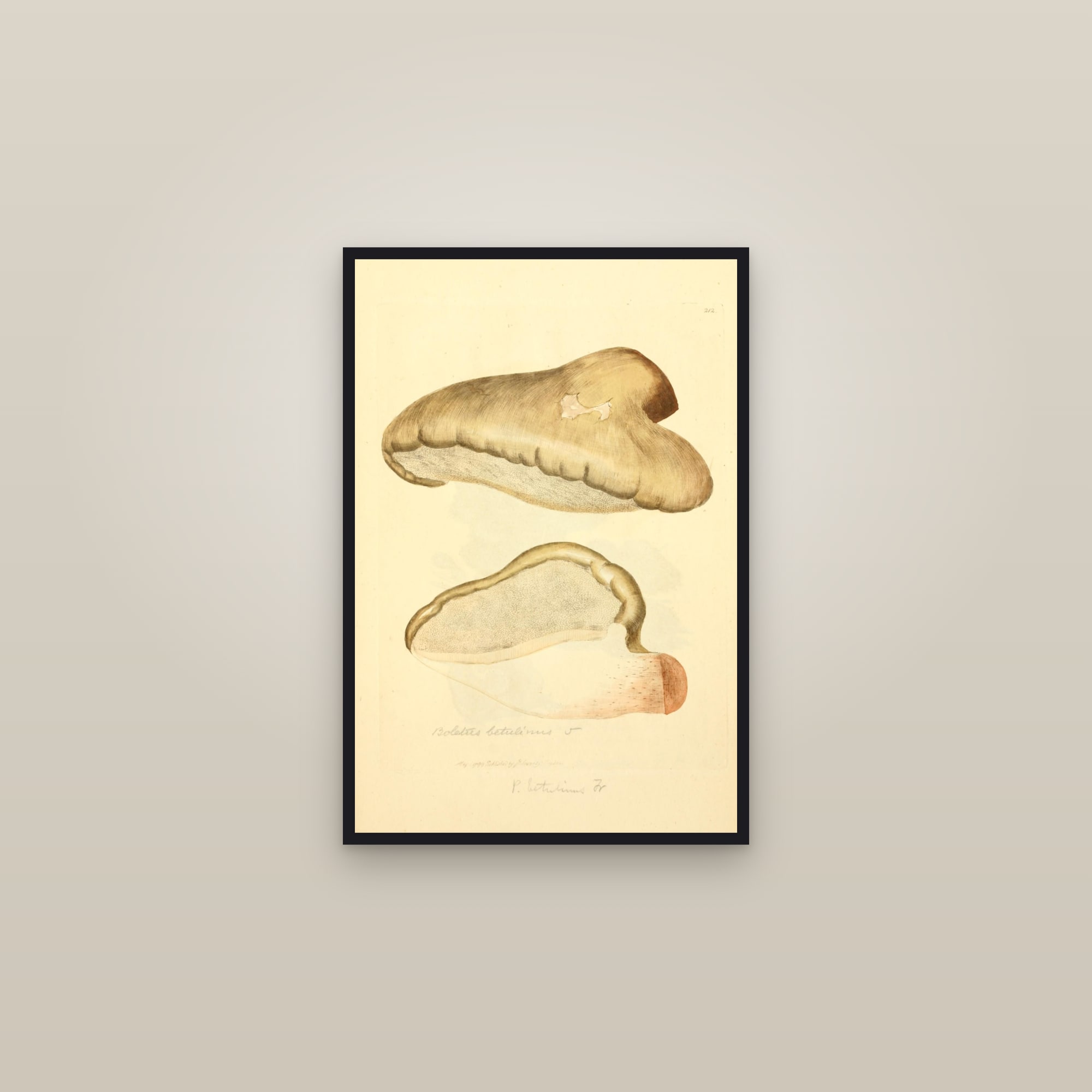 Birch Polypore — framed in a gallery setting