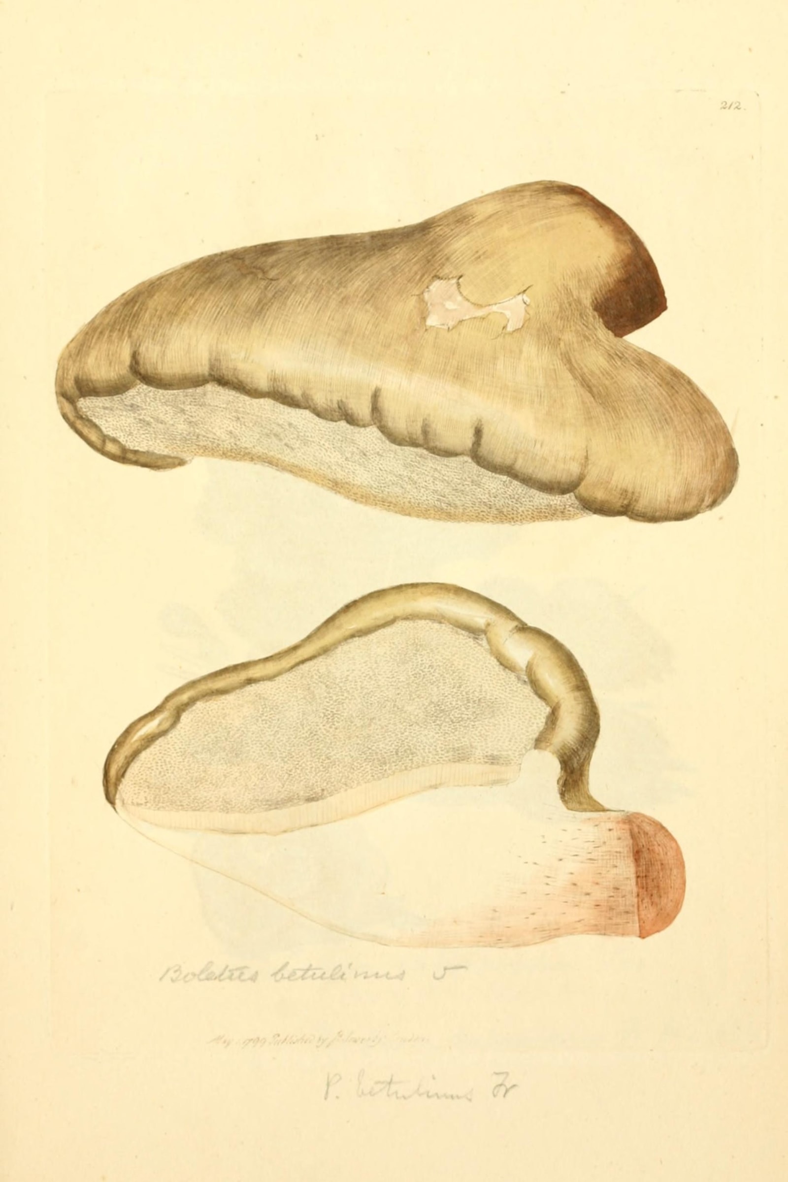 Birch Polypore